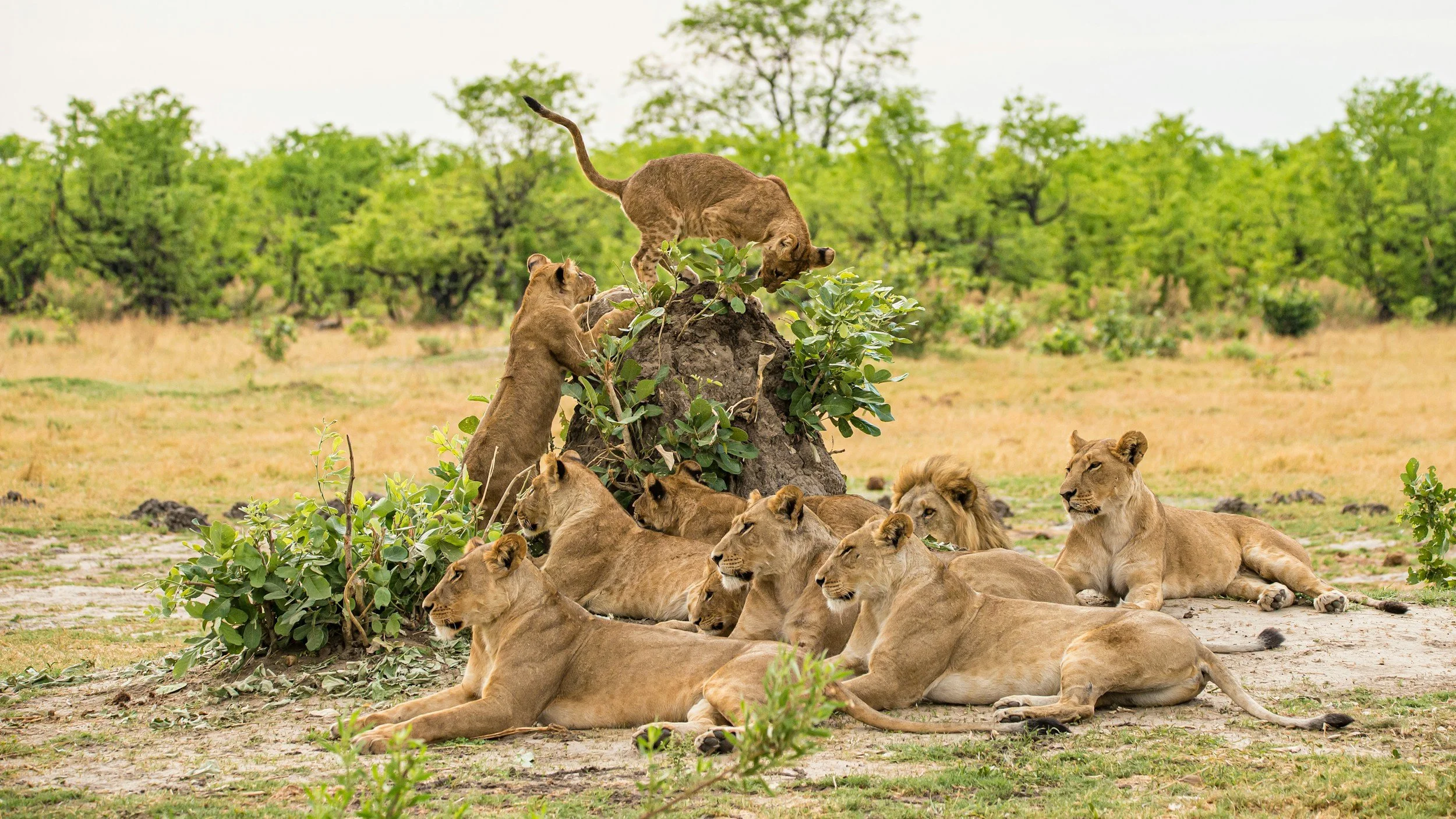 A large lion pride focused on something in the distance