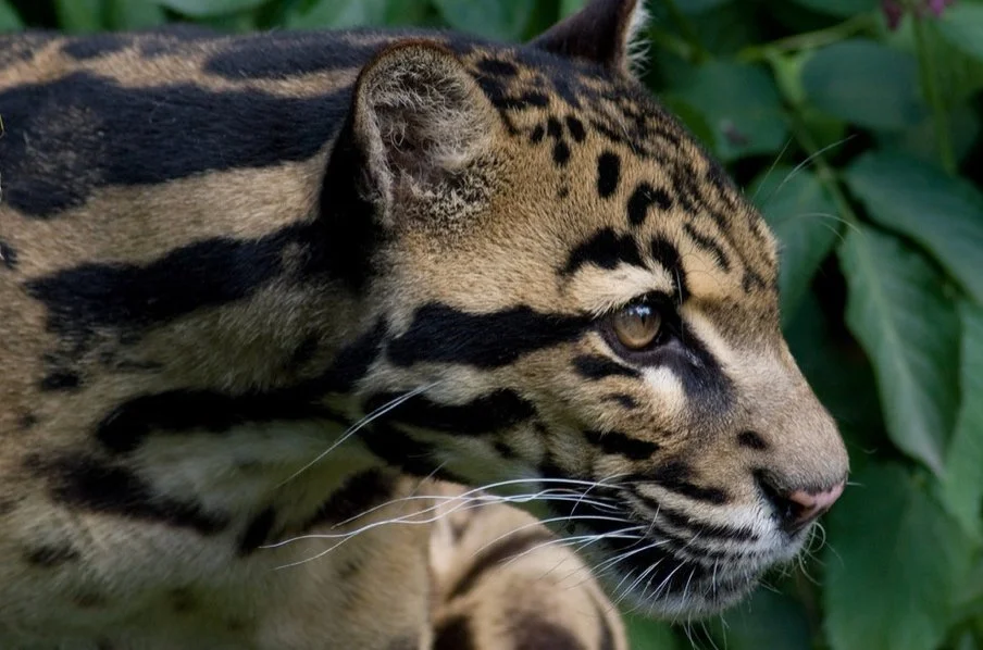 BORNEAN CLOUDED LEOPARD PROGRAM