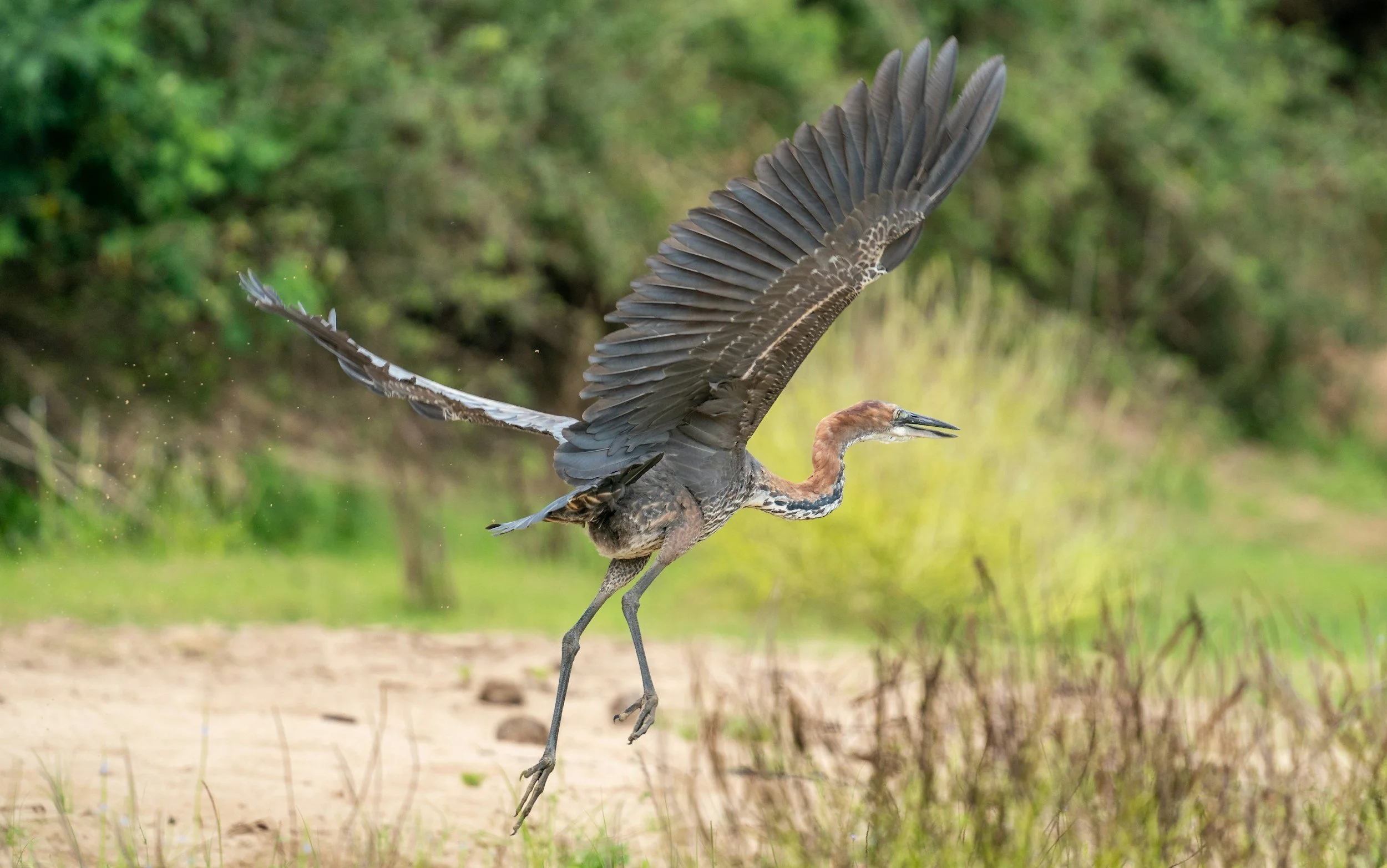 A heron swoops down to Nyerere National Park, landing on its rustic lands in amongst high grass
