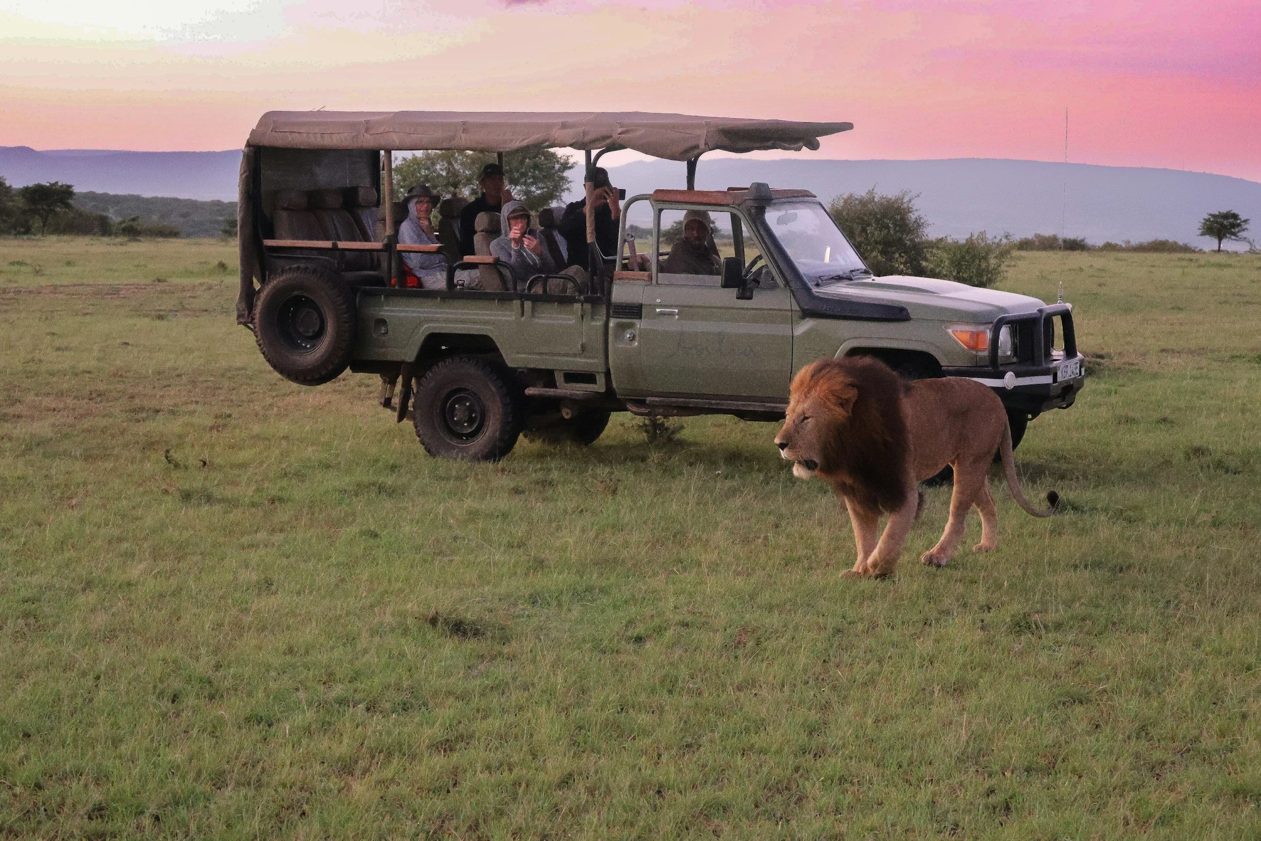 A male lion walks infront of a safari vehicle filled with onlookers observing its every move
