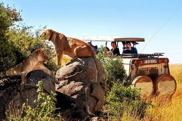 SafariLions-7fe2551cd77a5d3353689169e085512d.jpg