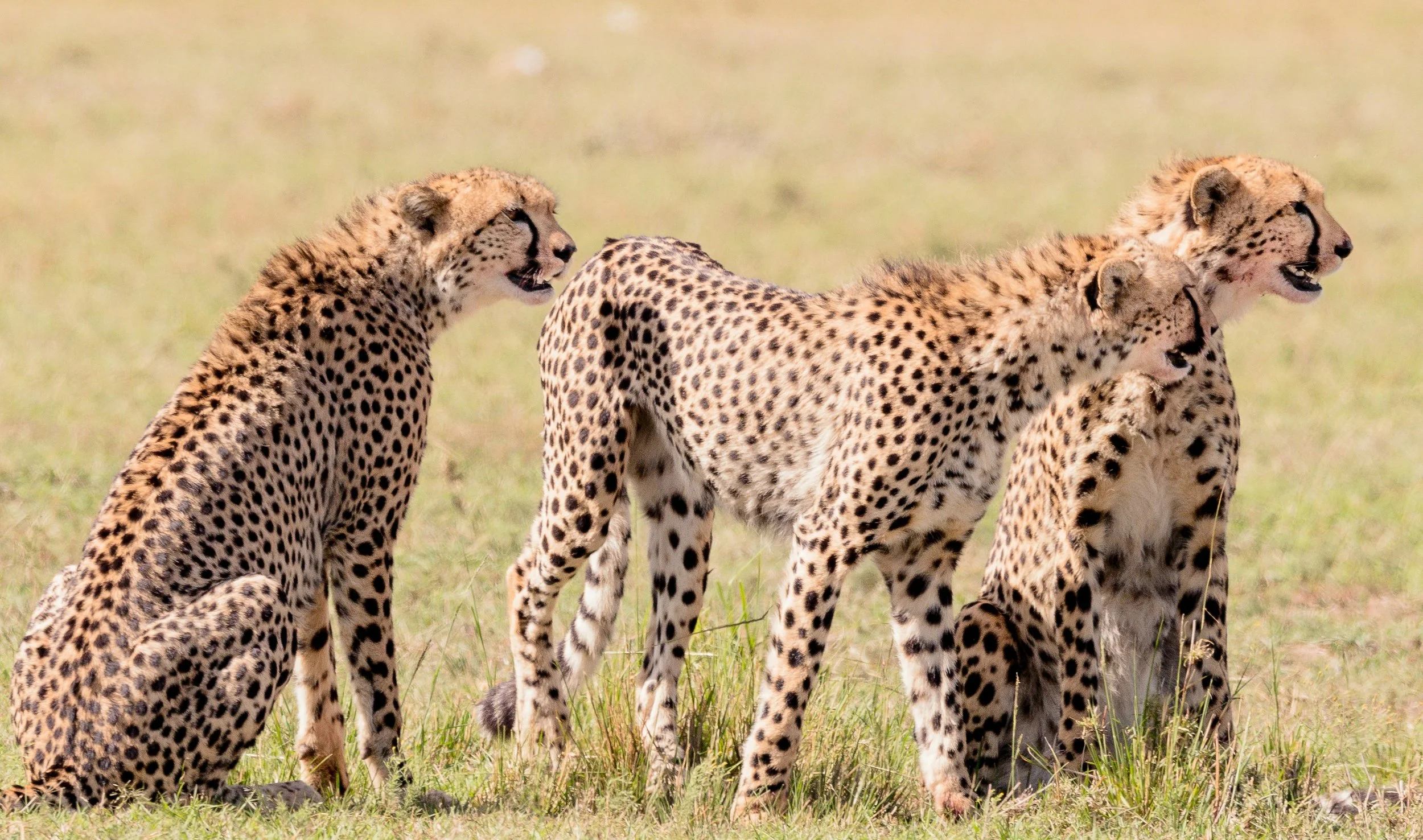 Kenya and Tanzania Safaris - How to Plan the Perfect Multi-Country Trip