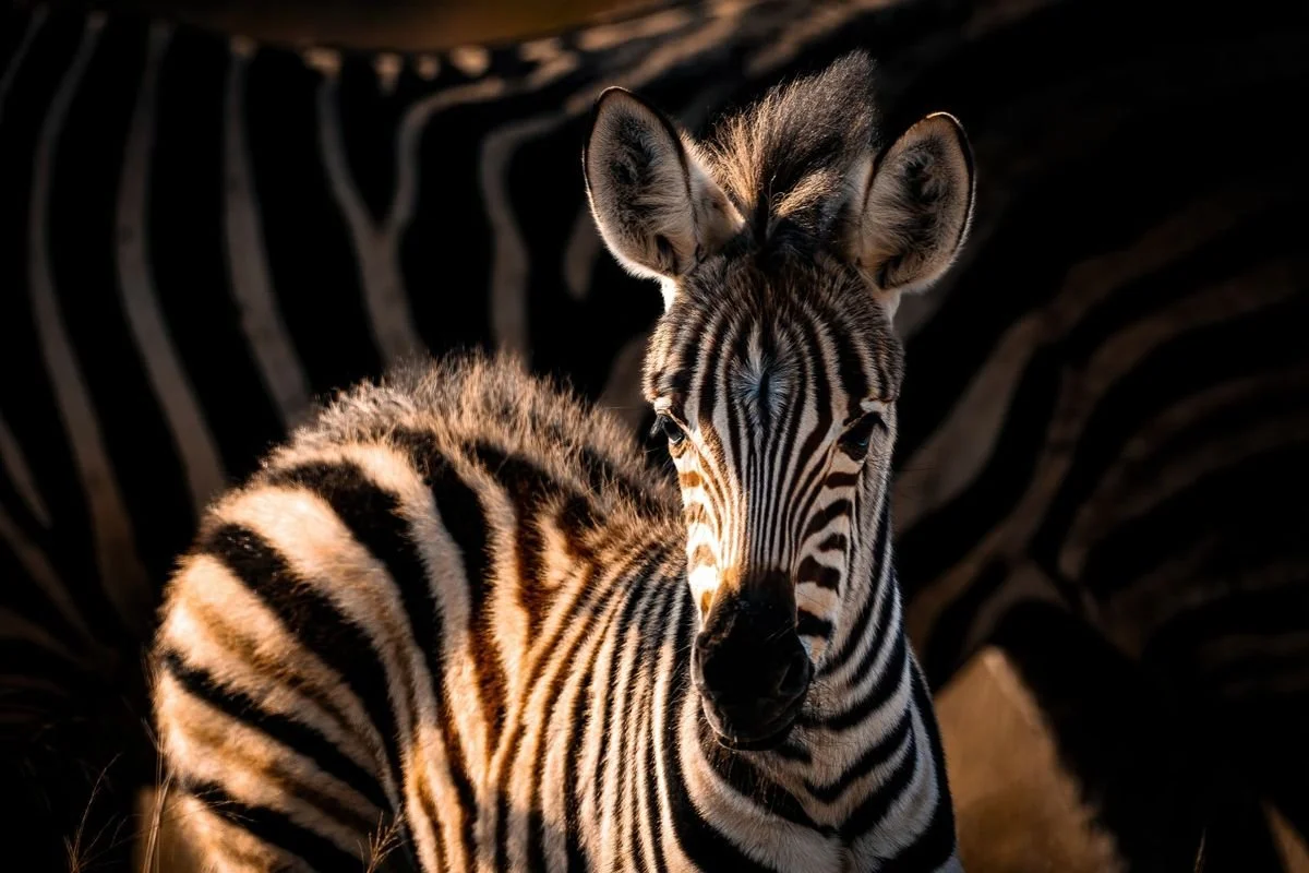 When is the Calving Season in Tanzania?