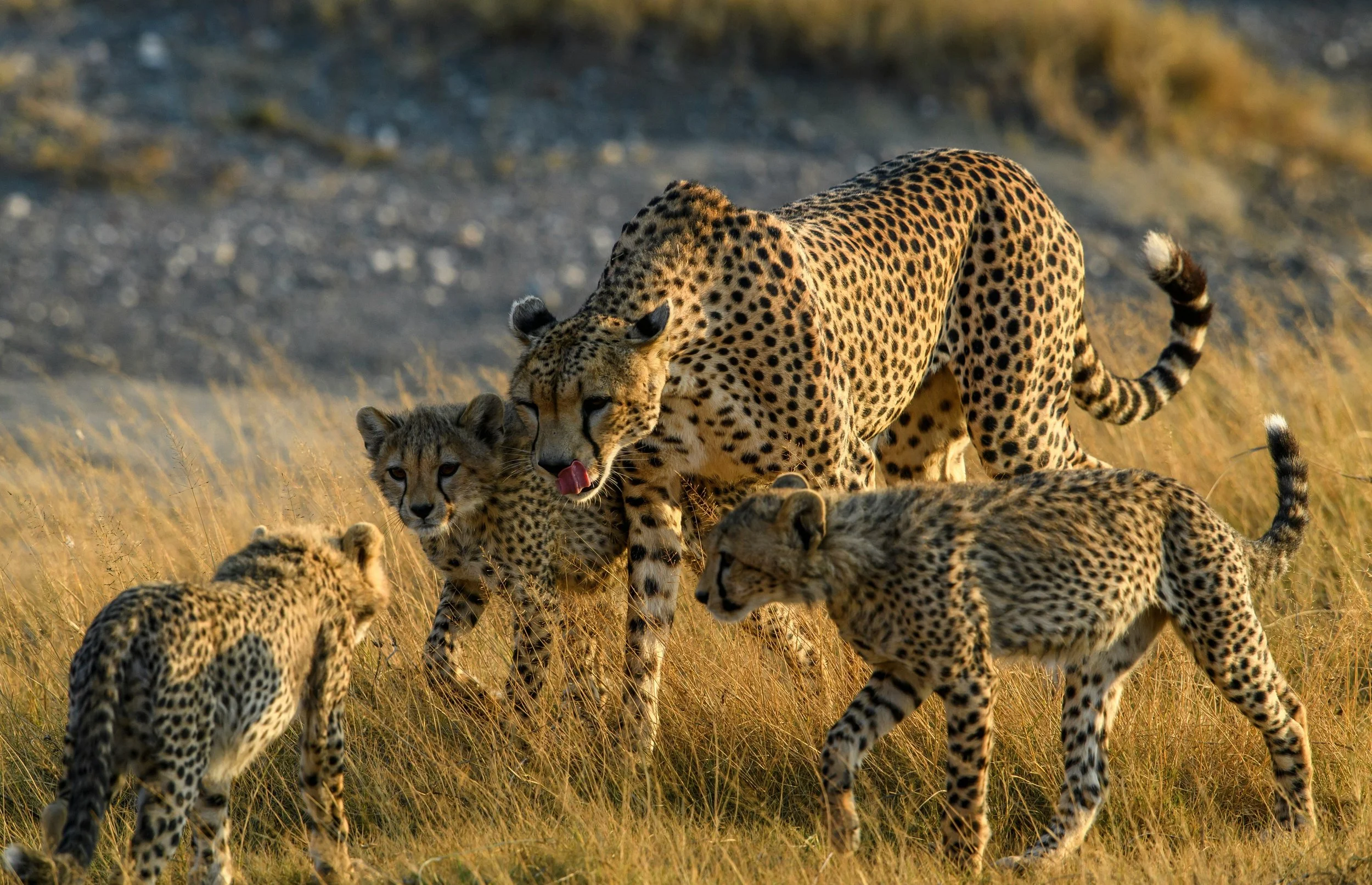 A cheetah family joyfully congregate together on the dry grass of the plains in Africa
