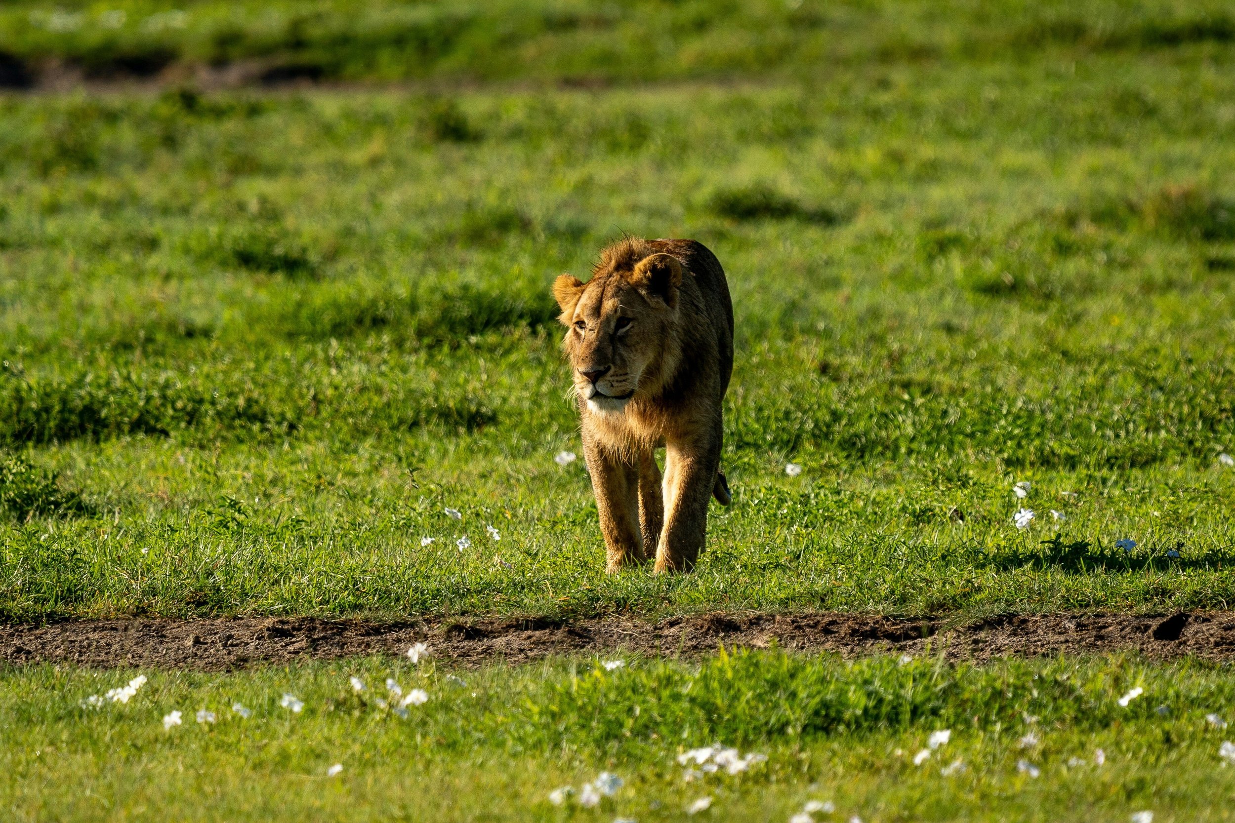 A young lion strolls through the floor of the Ngorongoro Crater in lush green grass dotted with white flowers