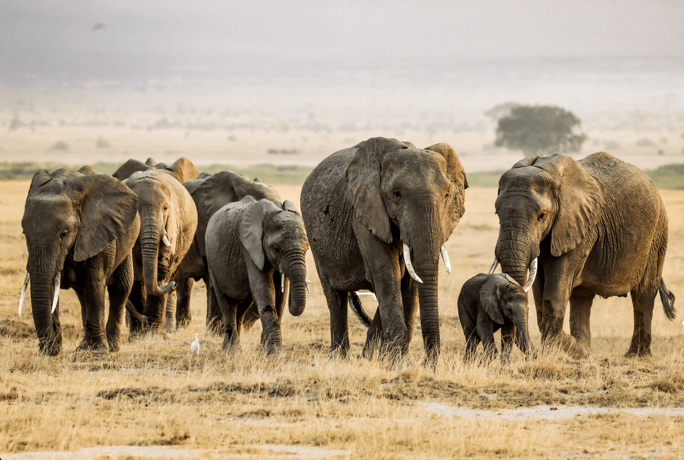 Elephants gathering in the Kajiado County, Kenya