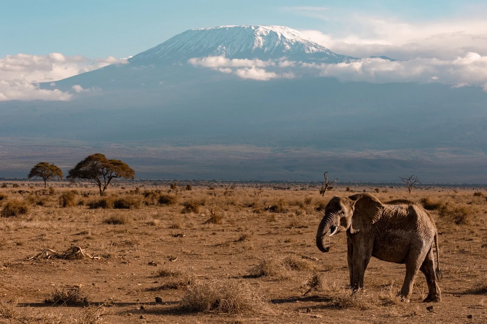 An elephant stands infront of rising Kilimanjaro