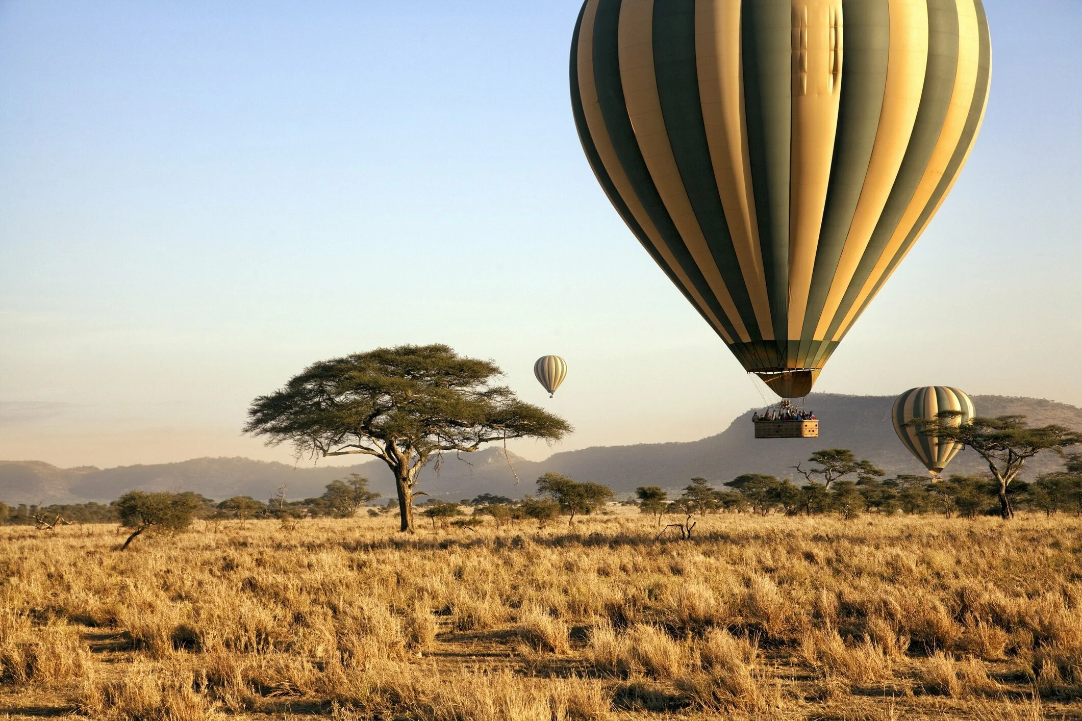 Hot air balloons float above the plains of the Serengeti