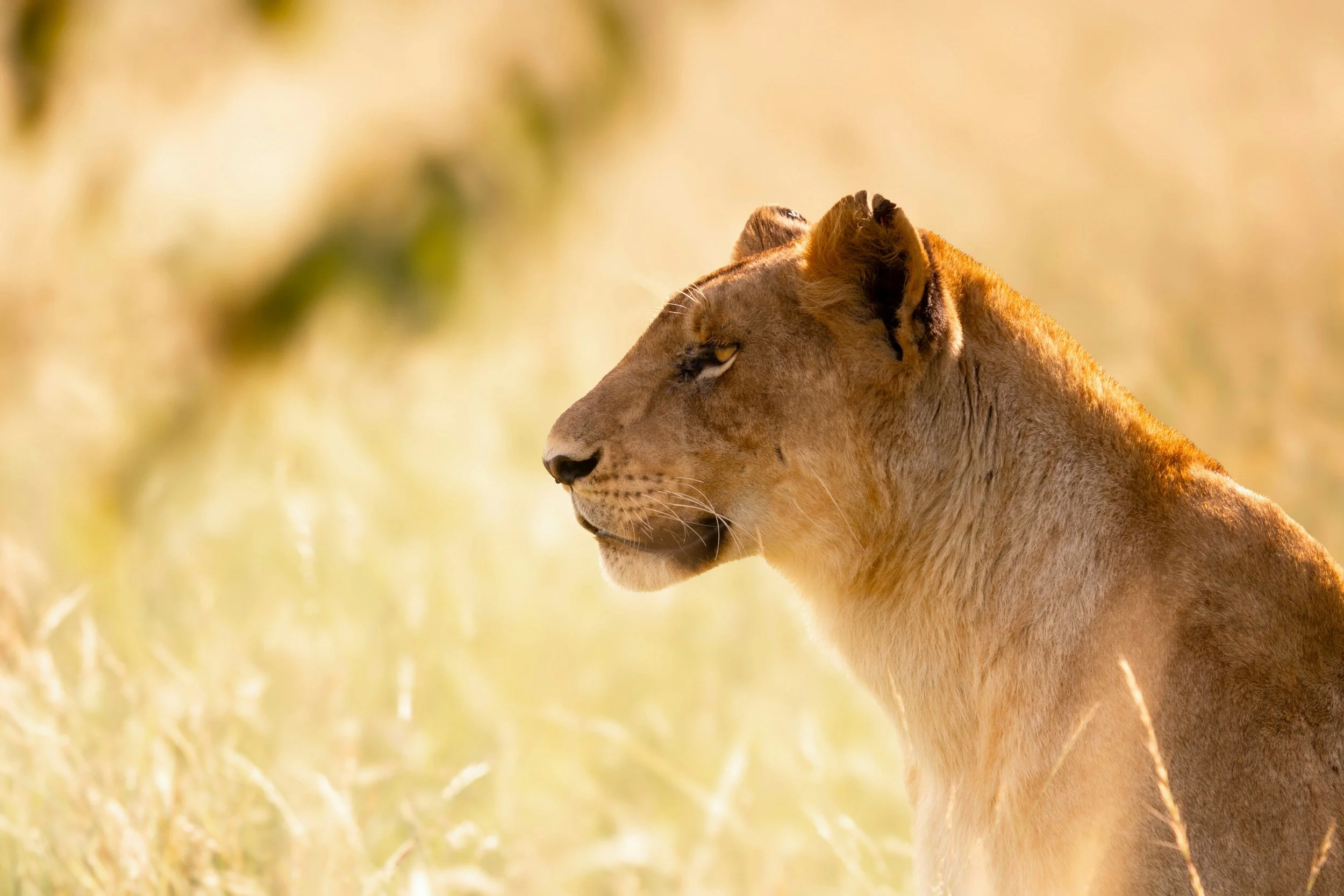 A lioness sitting in the golden grass, lookin out into the Masai Mara plains