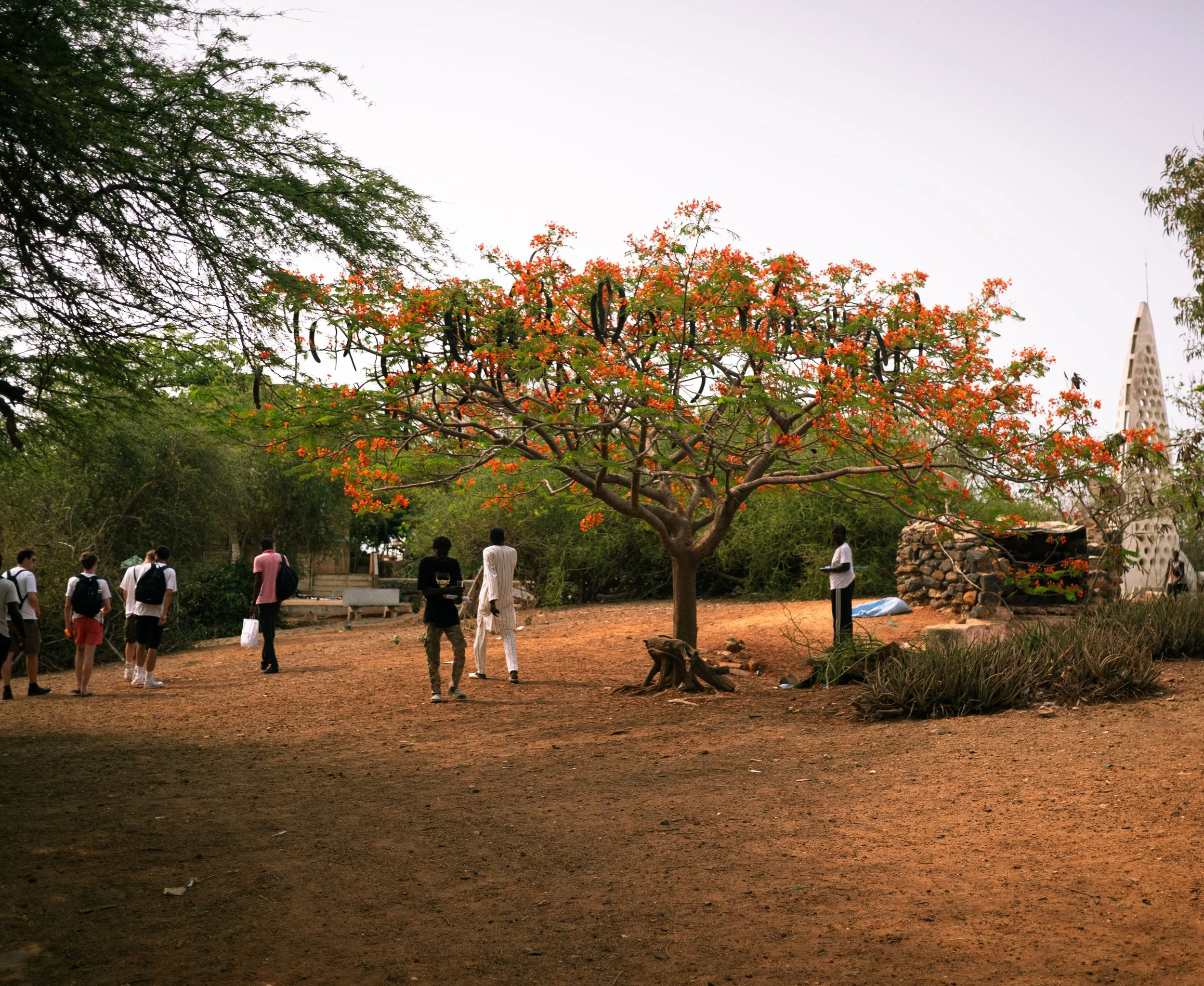 The flamoboyant flame tree blossoming during Christmas, with passers by walking underneath