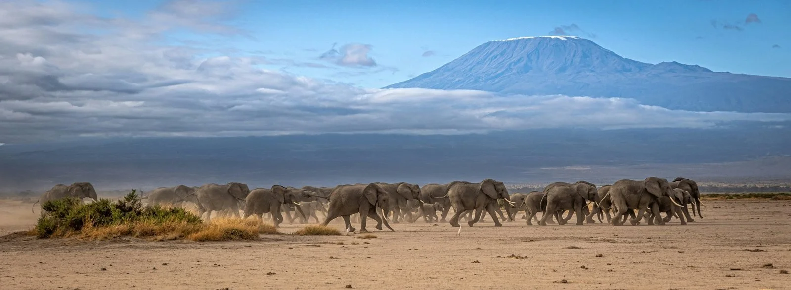 A massive herd of elephants run across flat landscape with Kilimanjaro in the background