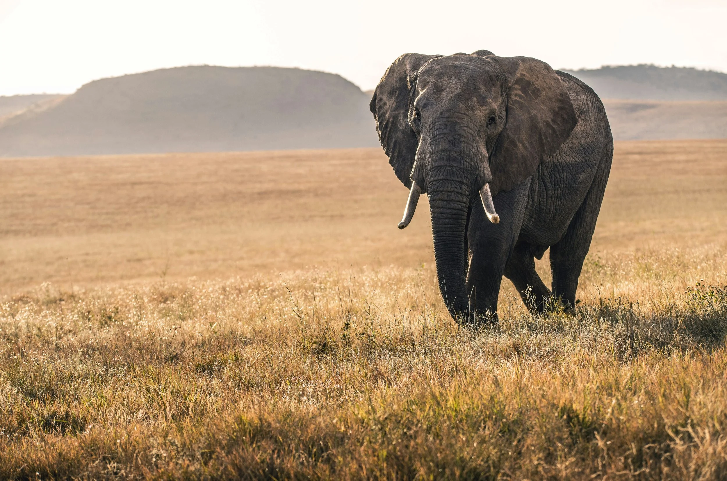 An elephant wanders through the golden grass throughout the Lewa conservancy in Kenya, lit by the soft light of dawn.