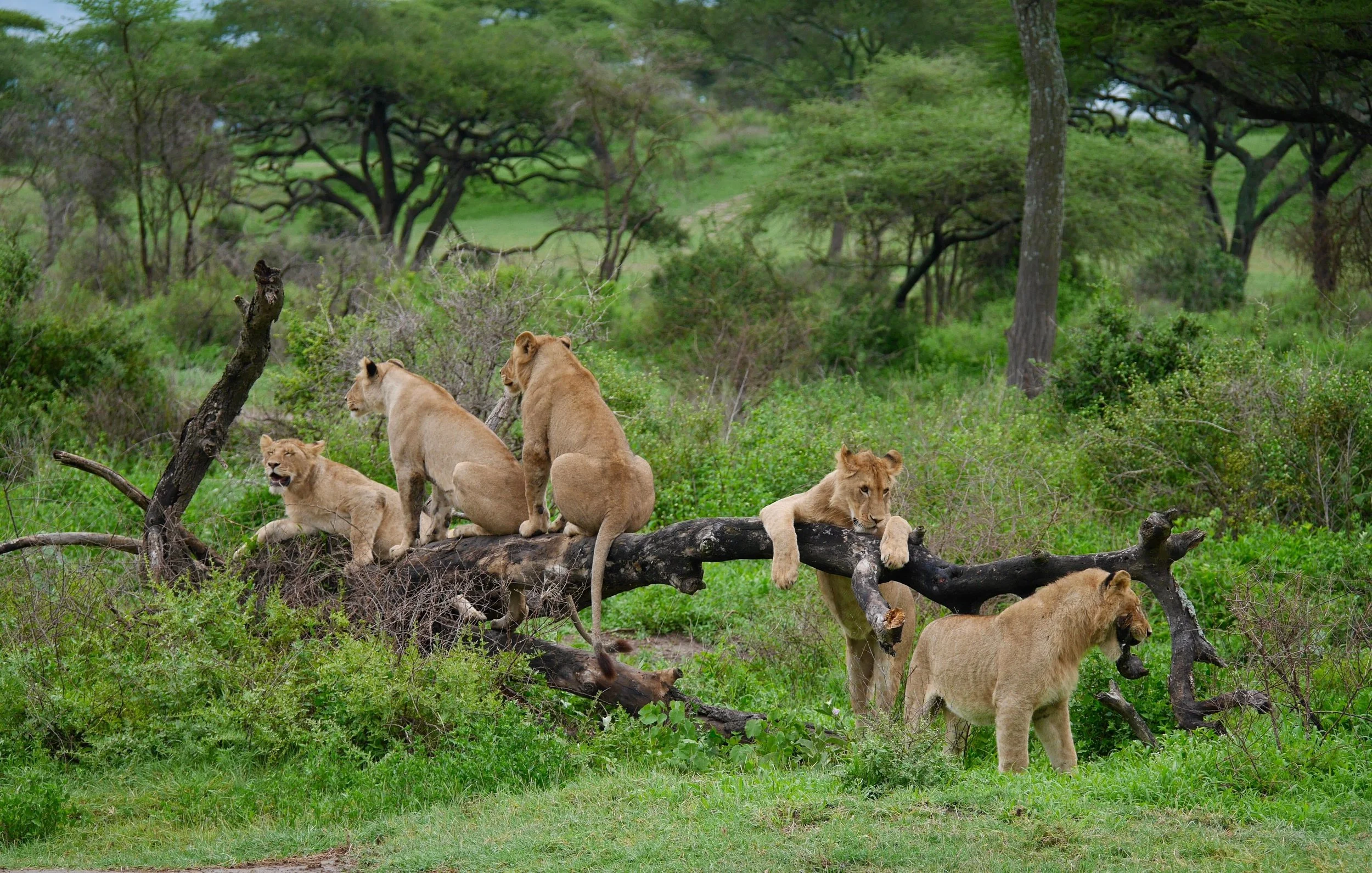 A small pride of tree-climbing lions sit on a low slung branch in Lake Manyara