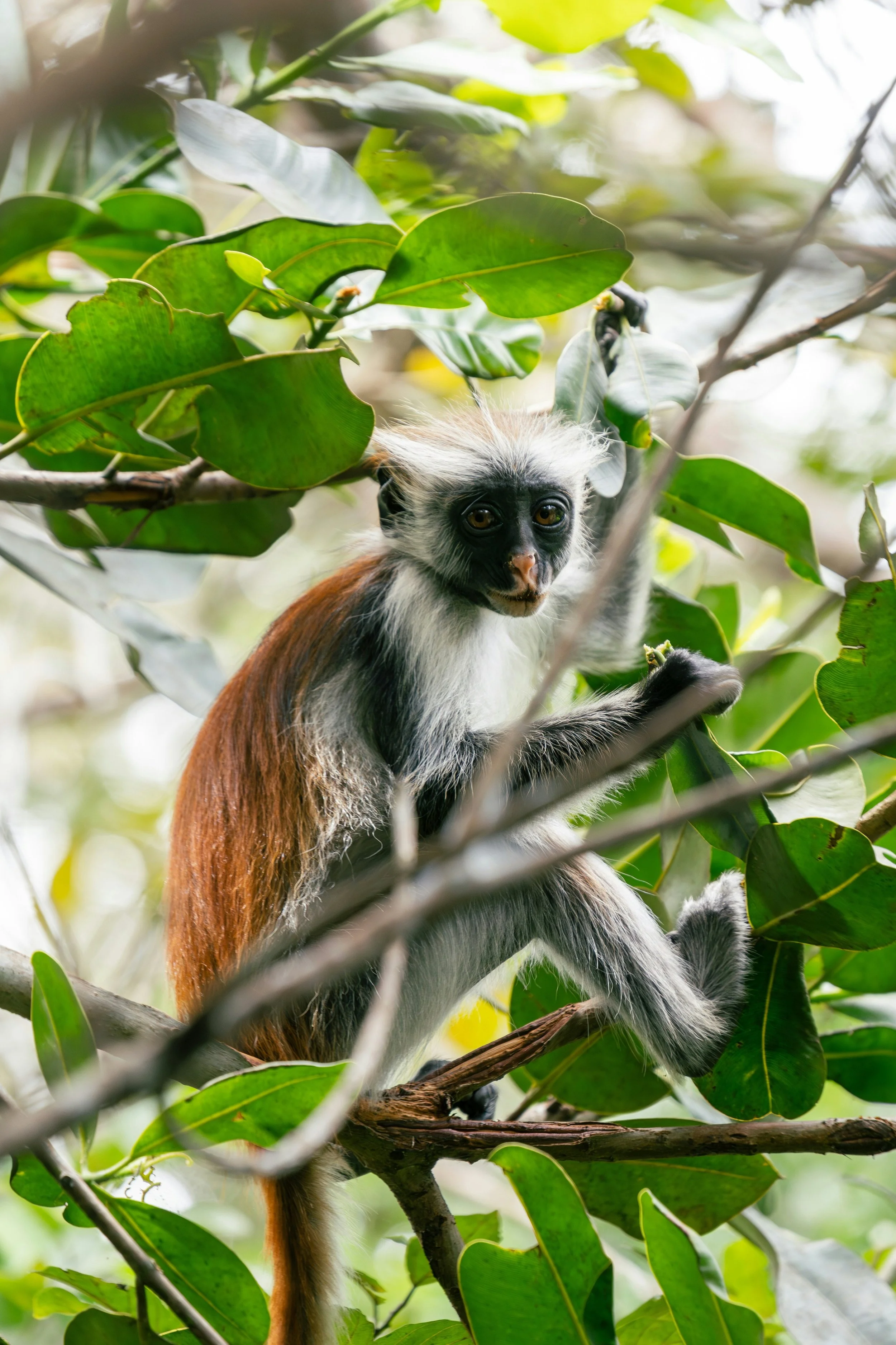 A Red Colobus Monkey perched on a branch in Jozani Forest in Zanizbar