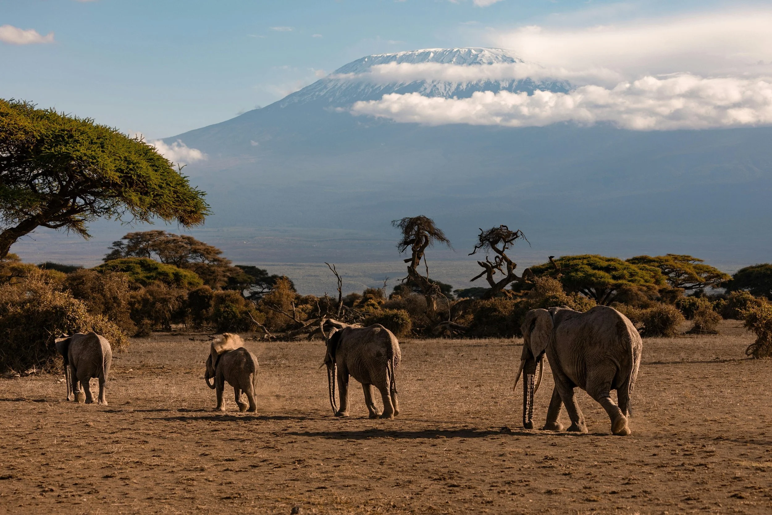 A herd of elephants walking in a line with Mount Kilimanjaro in the background