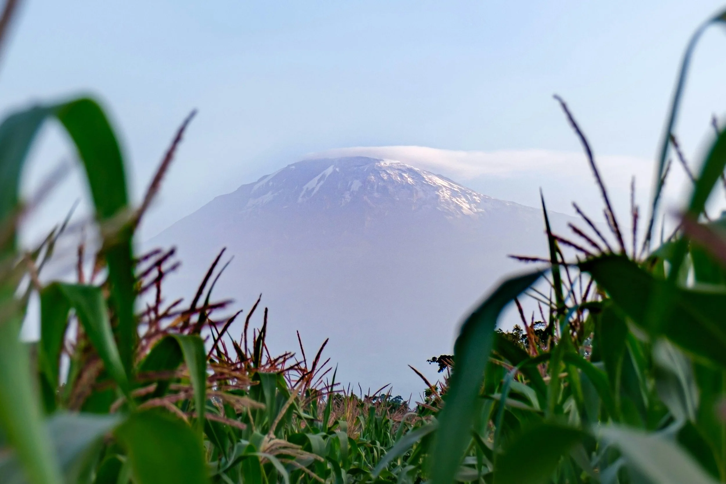 Mt. Kilimanjaro rising above a field of maize in Moshi, Tanzania