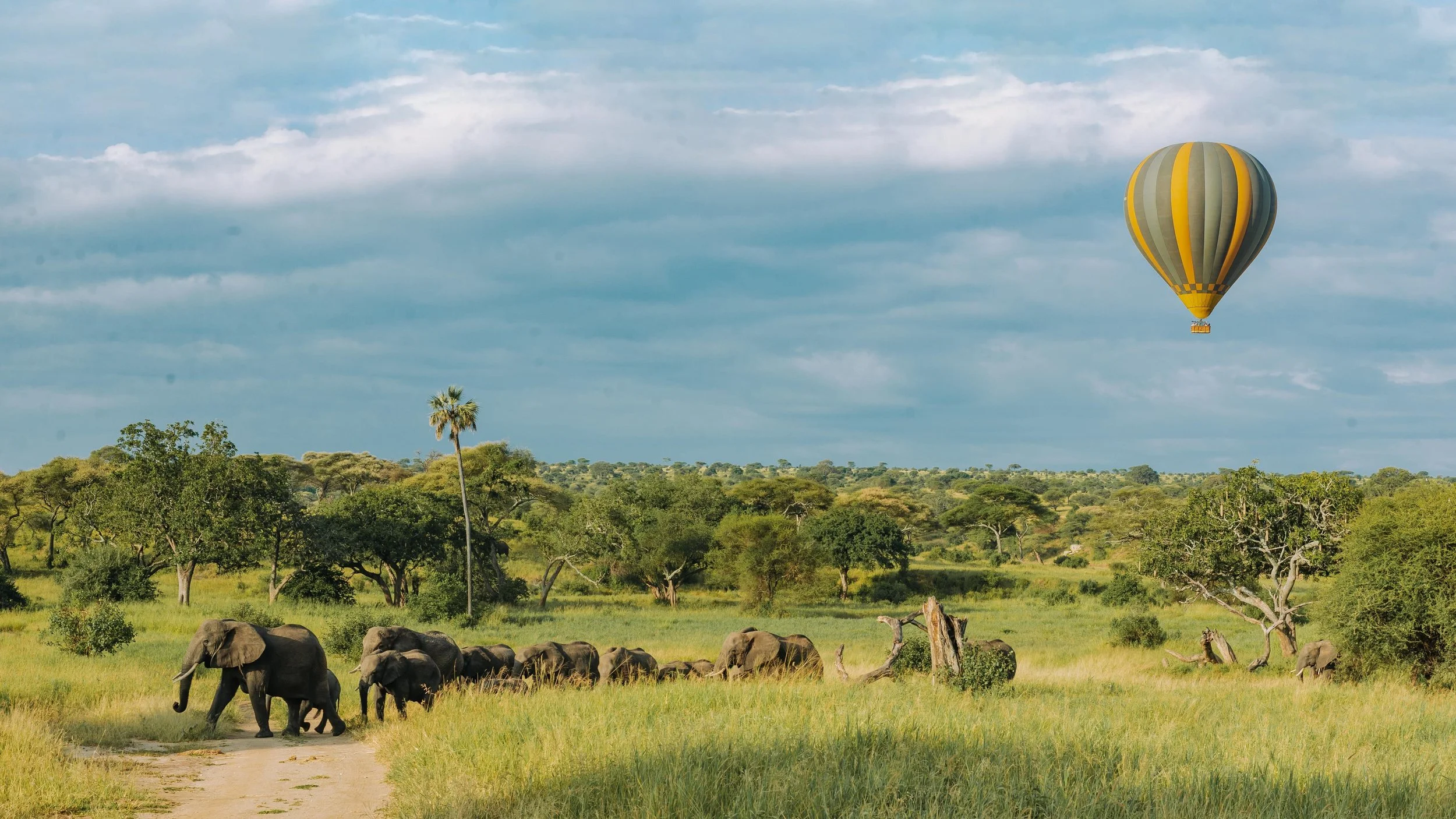 A herd of elephants gander through Tarangire National Park with a hot air balloon drifting in the background