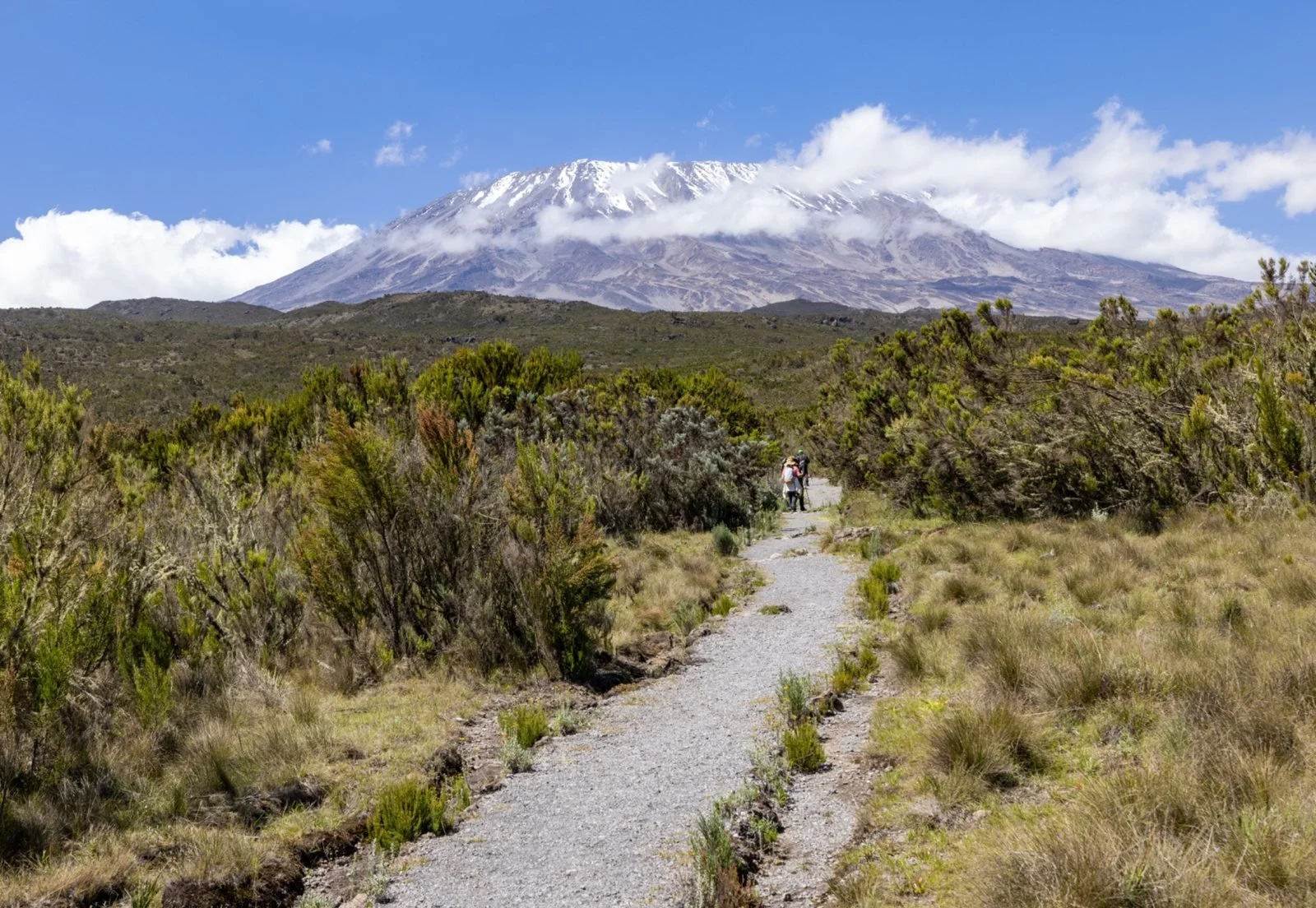 A long path to Kilimanjaro with towering kilimanjaro in the background