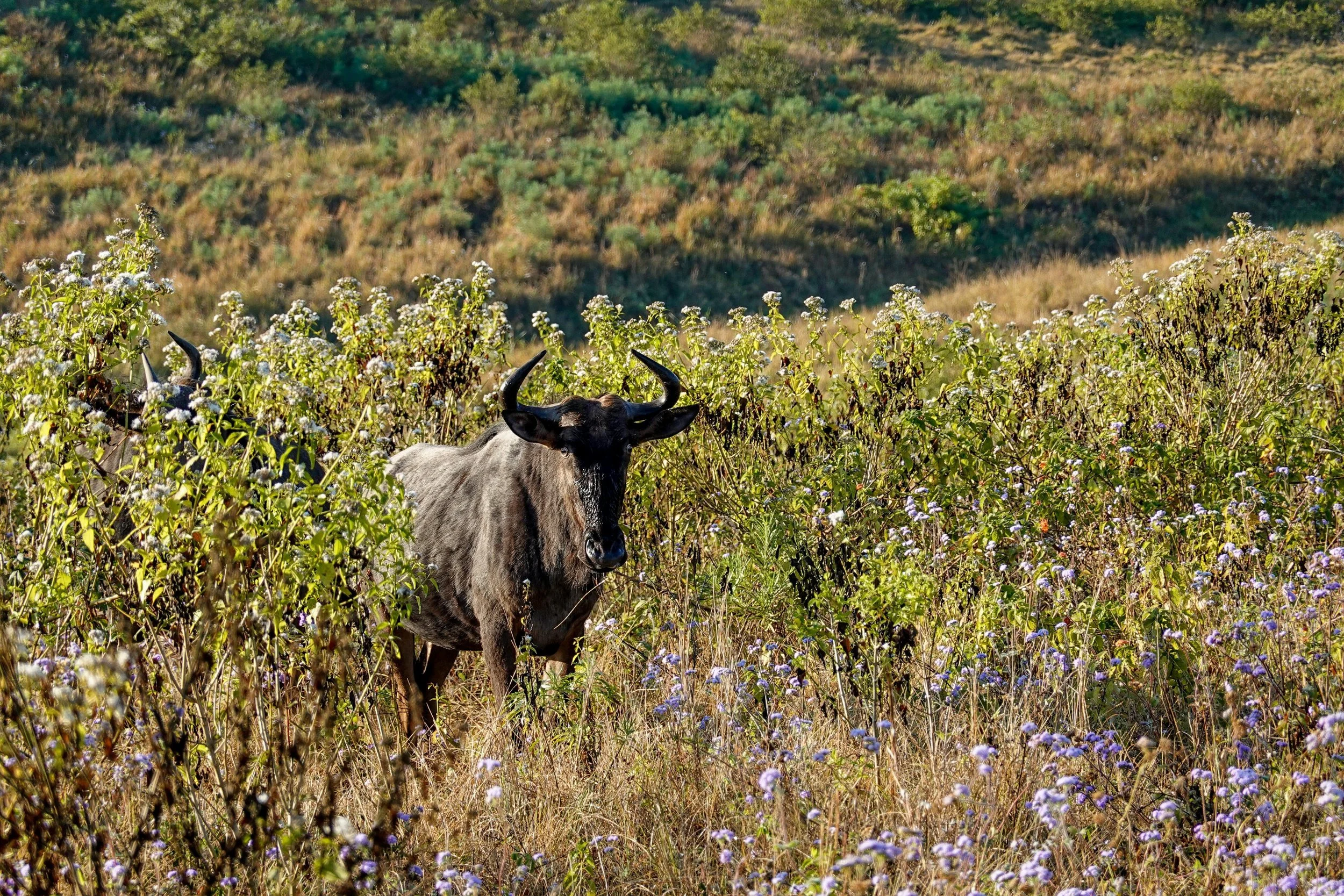 A wildebeest stands in grass and flowers in Mkomazi National Park