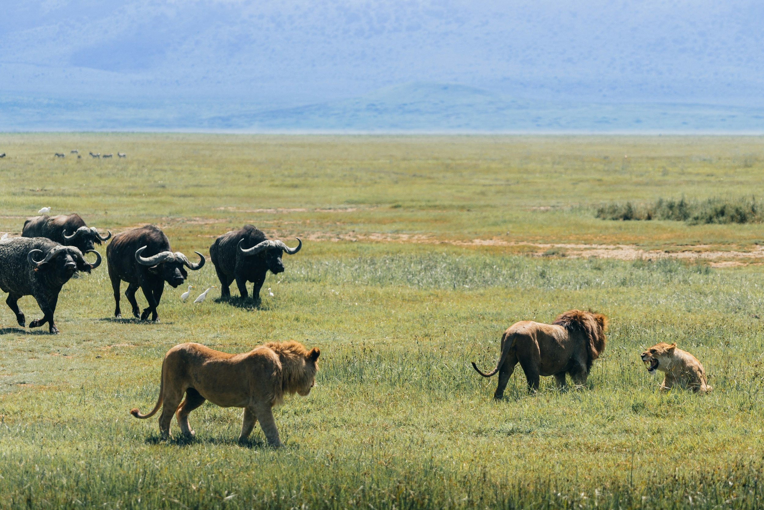 Lions and buffalos coming face to face in the Ngorongoro Crater