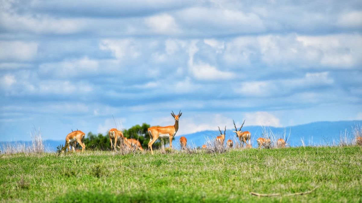A group of gazelles stand in green grass with blue skies in the background