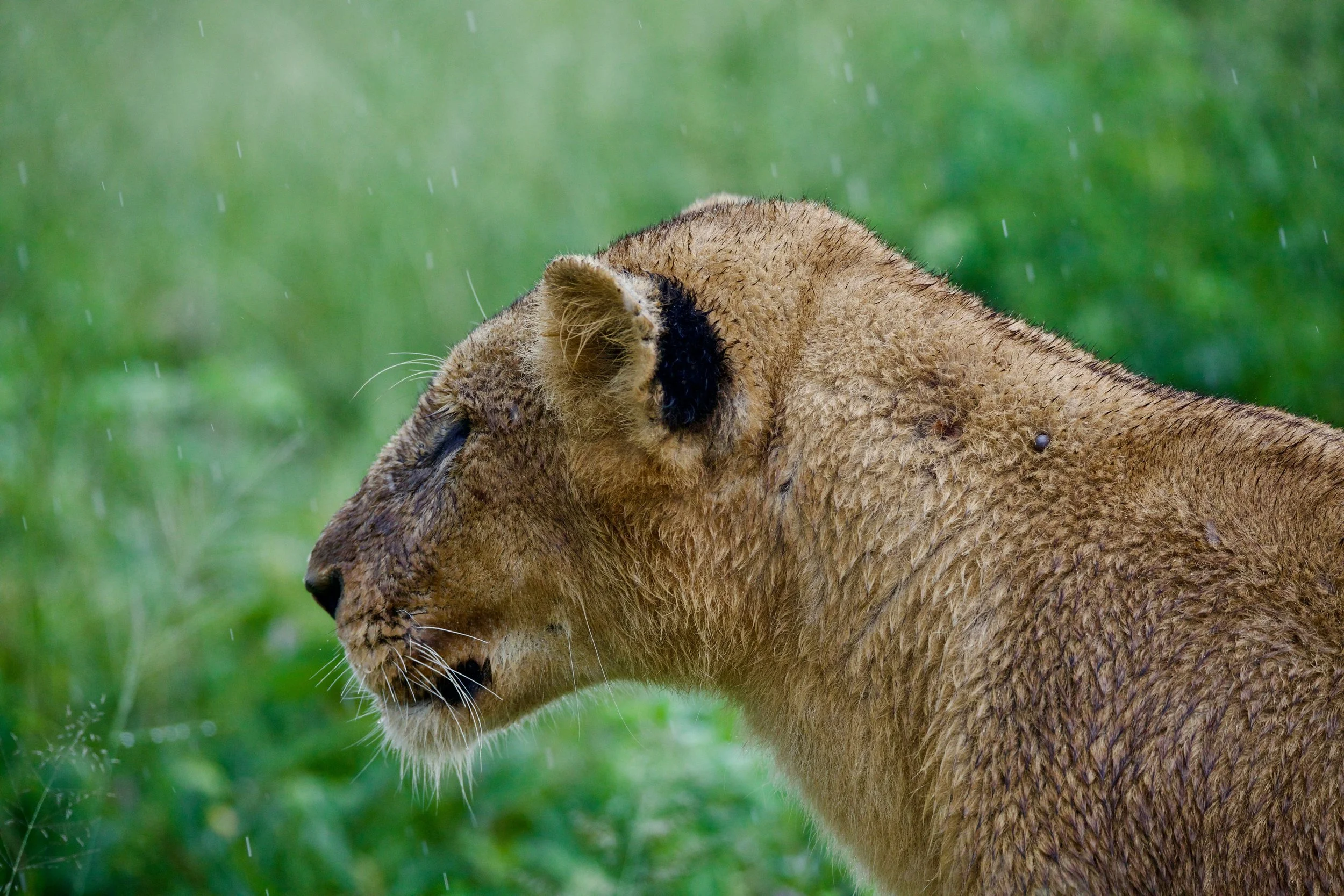 A profile picture of a lioness standing in the rain with a lush green background in the distance