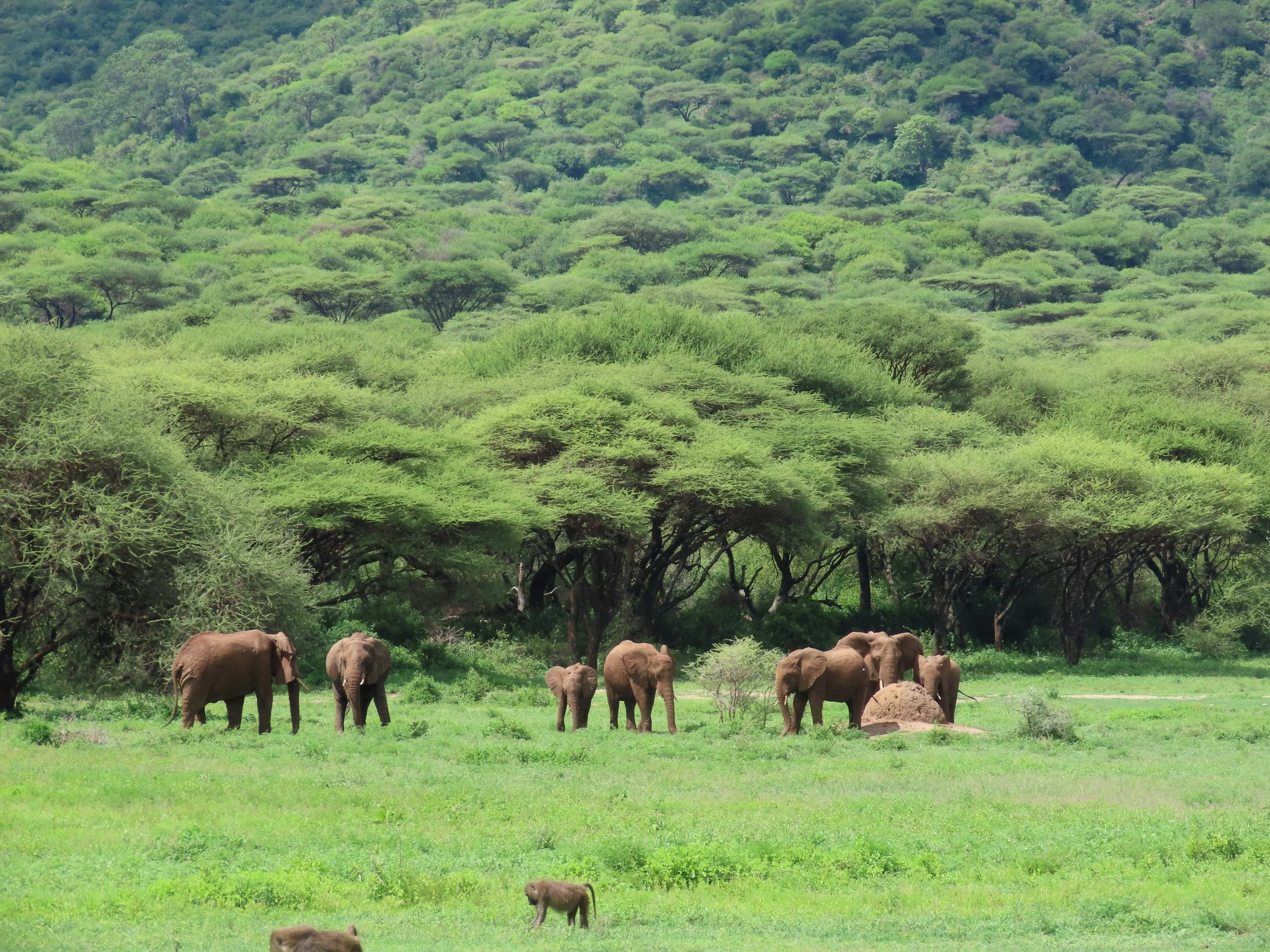 Elephants congregate amidst the forested regions of the Ngorongoro Crater where food is abundant