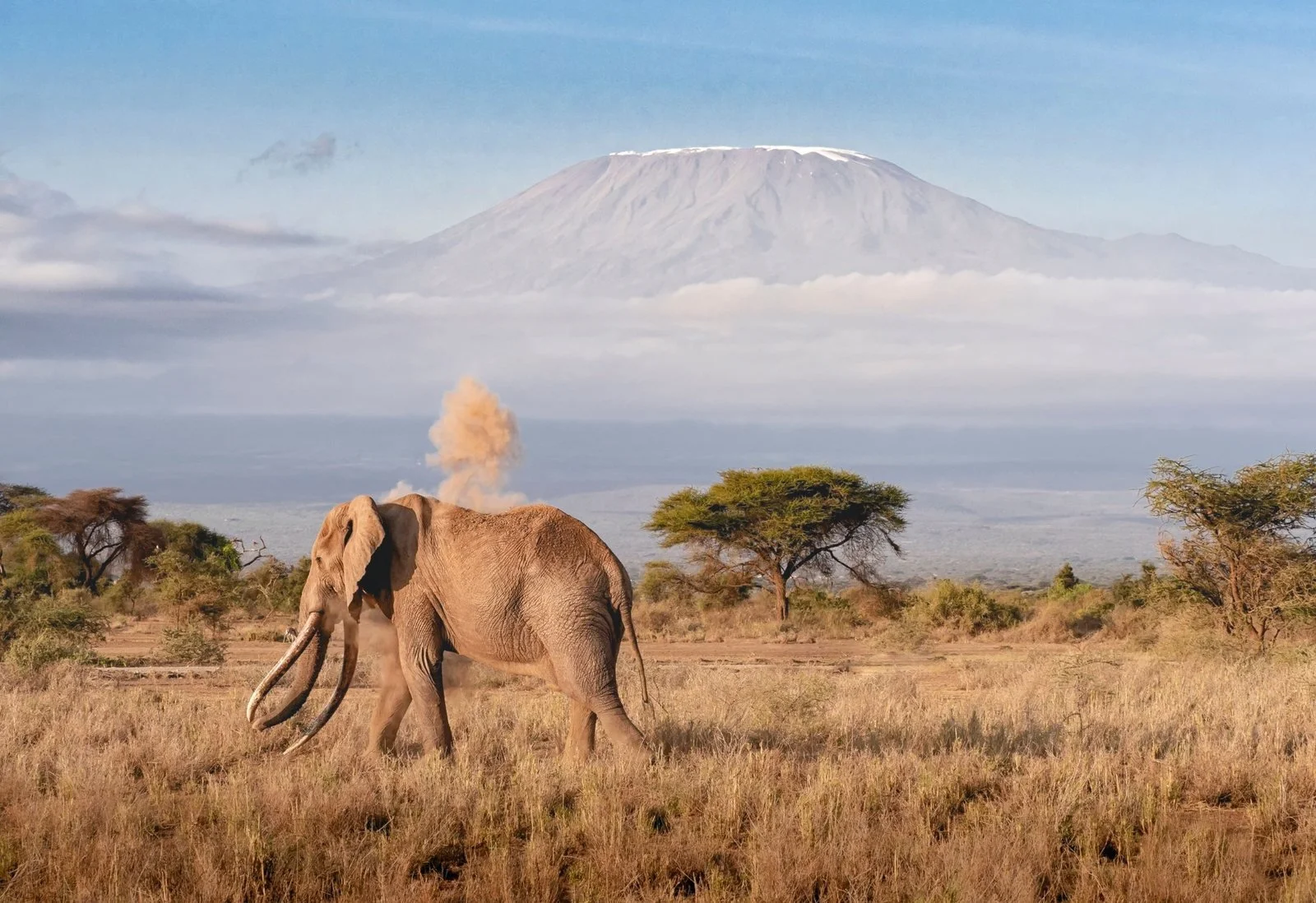 A large tusker wanders across dry landscape with Kilimanjaro Mountain in the background