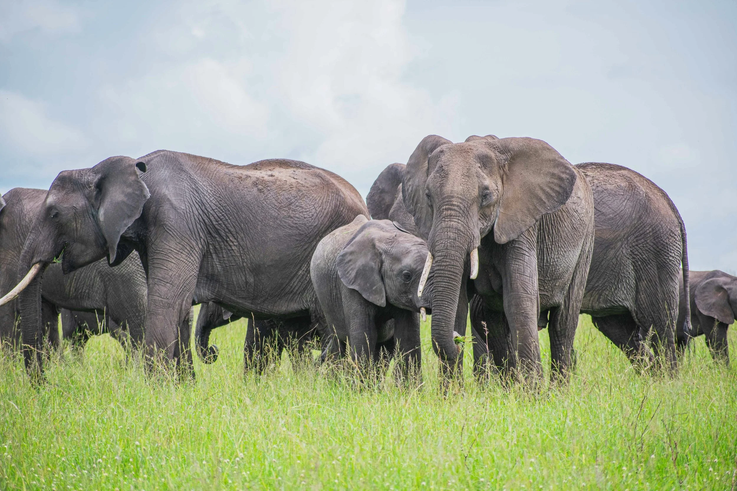 Elephants stand in the tall green grass throughout the wild of the Masai Mara in Kenya