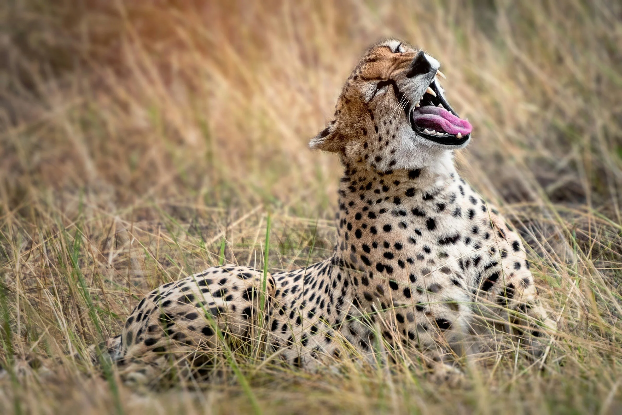 A sitting cheetah yawning in the grasses of the Serengeti.