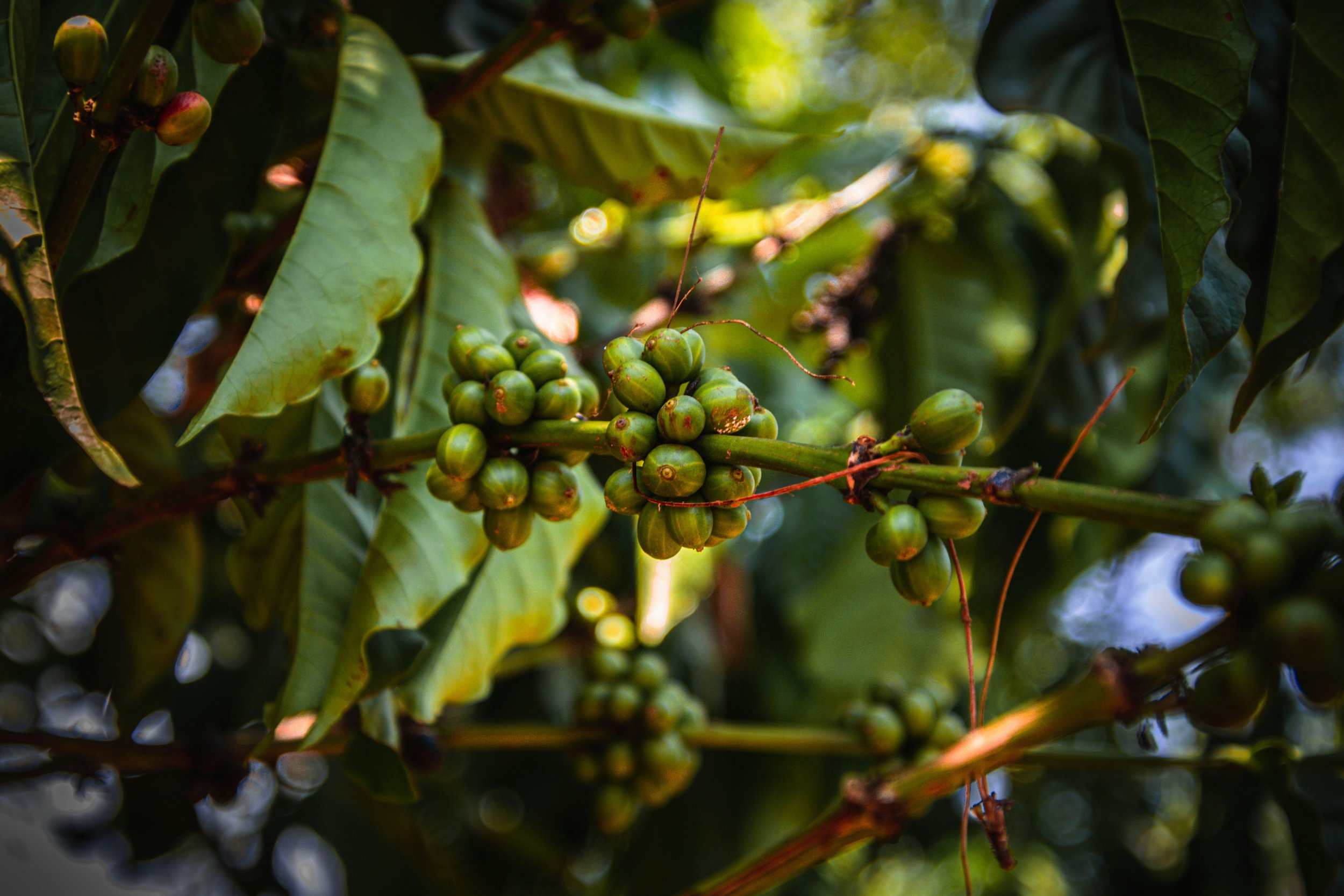 Coffee growing on a plant