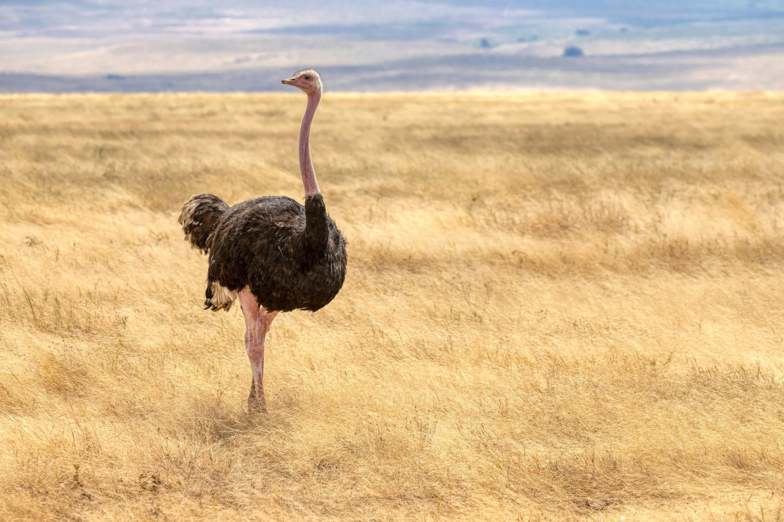 An ostrich standing gracefully in the dry grass within the Ngorongoro Crater
