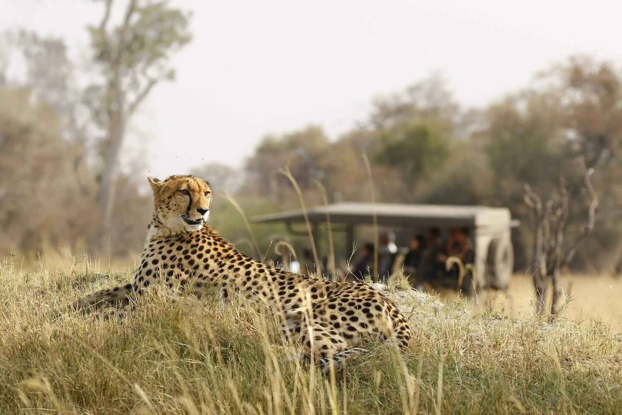 tanzania safari image 2.jpg