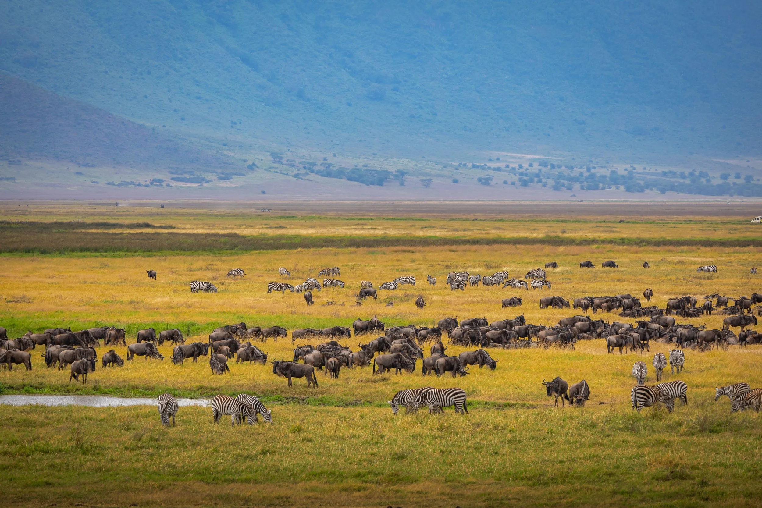 A variety of zebra and wildebeest congregate on Ngorongoro’s crater floor with its towering walls in the background