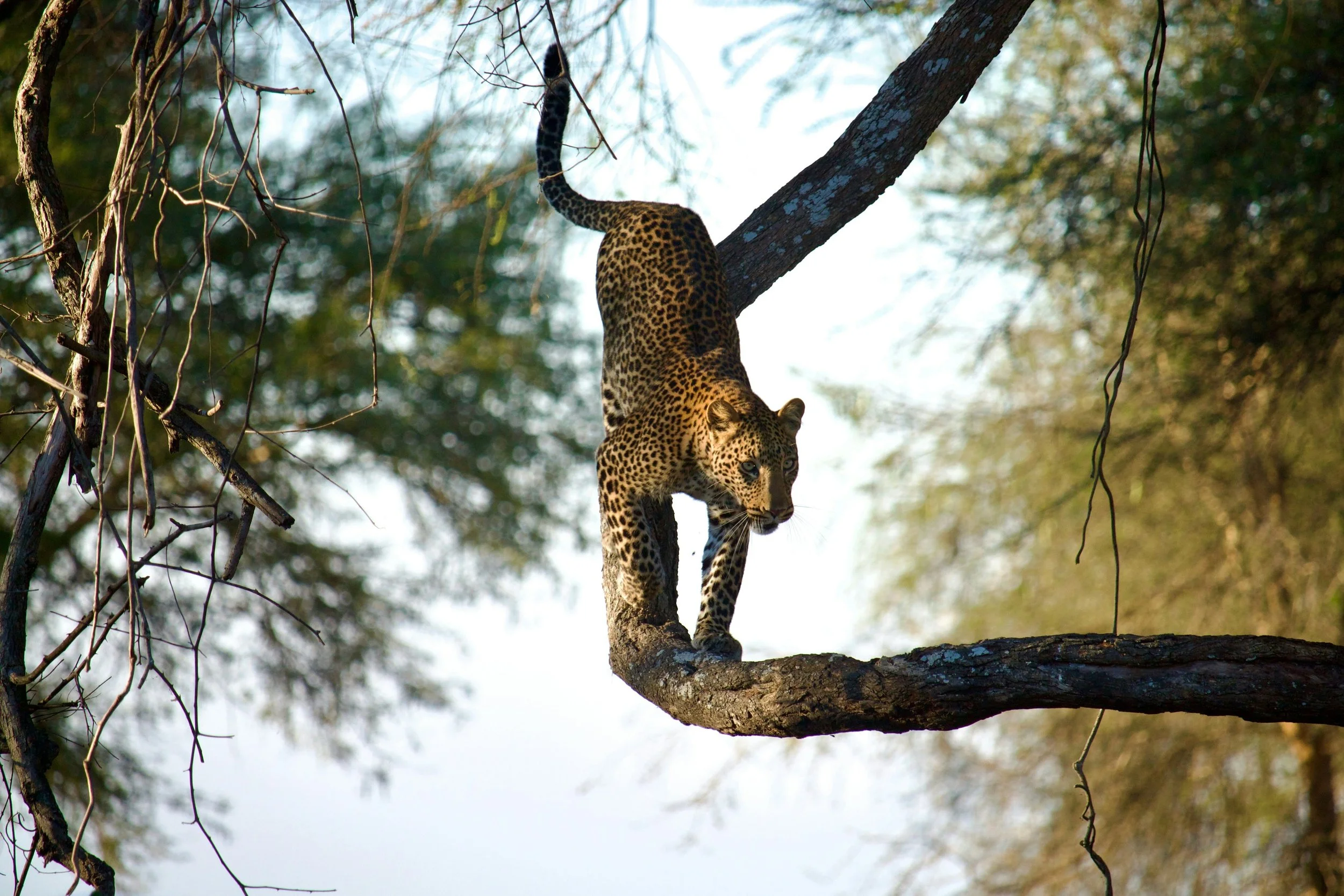 A leopard making its way down an arm of a tree branch looking out