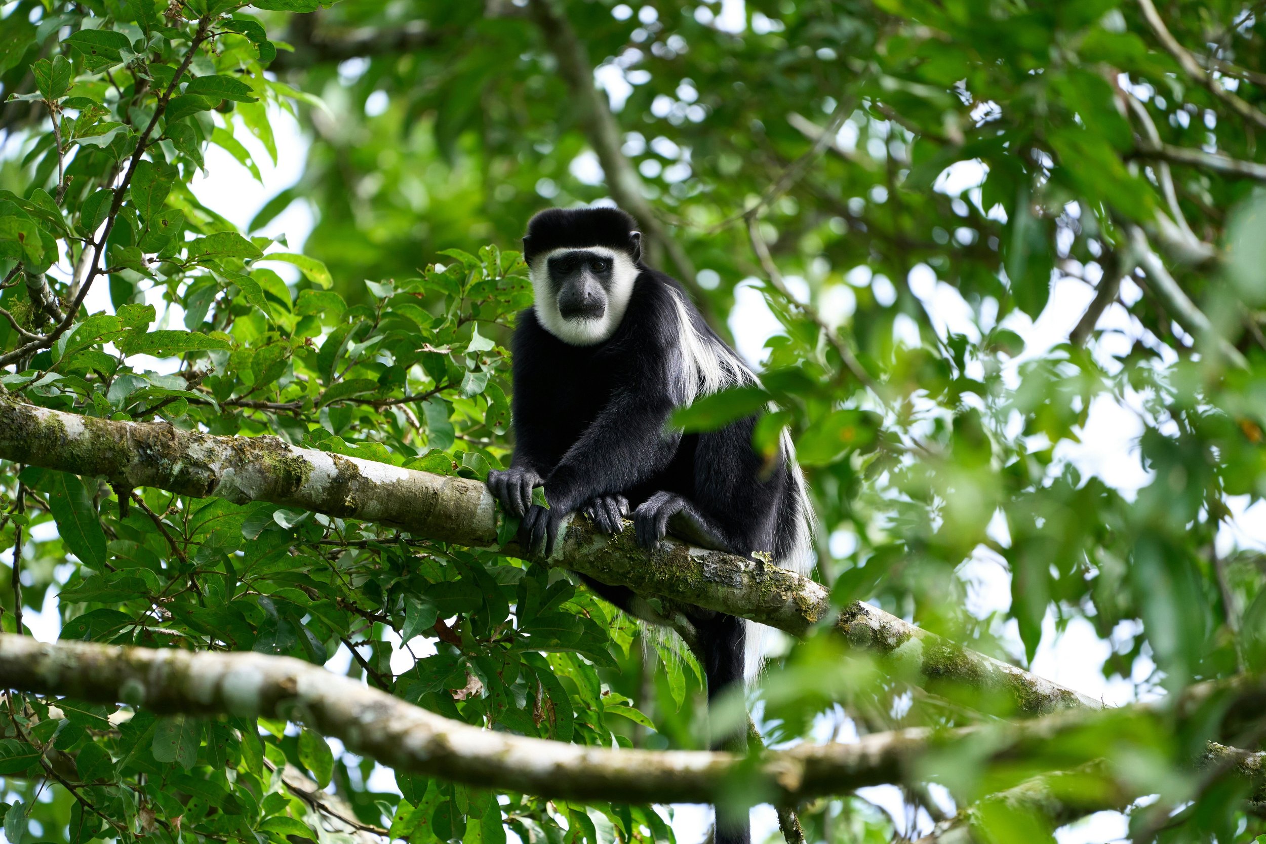 A black-and-white Colobus Monkey sitting in a tree in Uganda