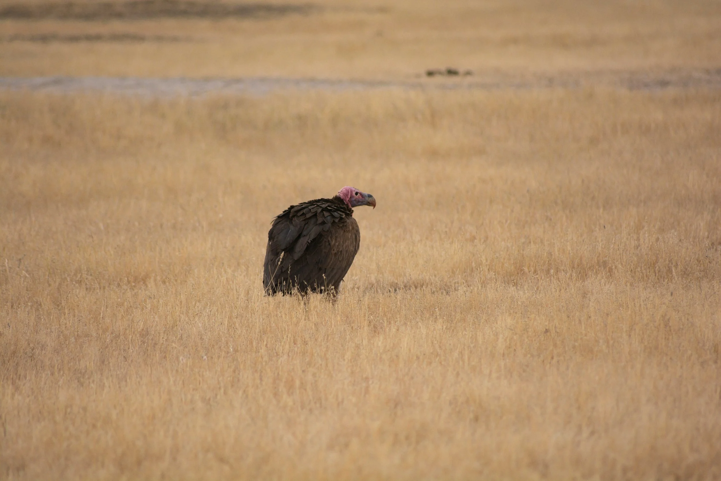 A lappet-faced vulture standing in the dry grass looking into the distance