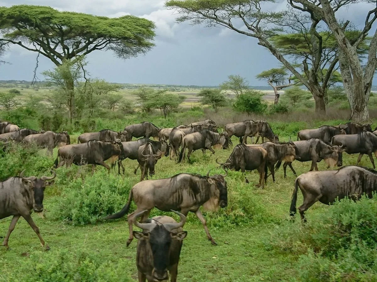 Wildebeest meandering near Ndutu Lake during the green season