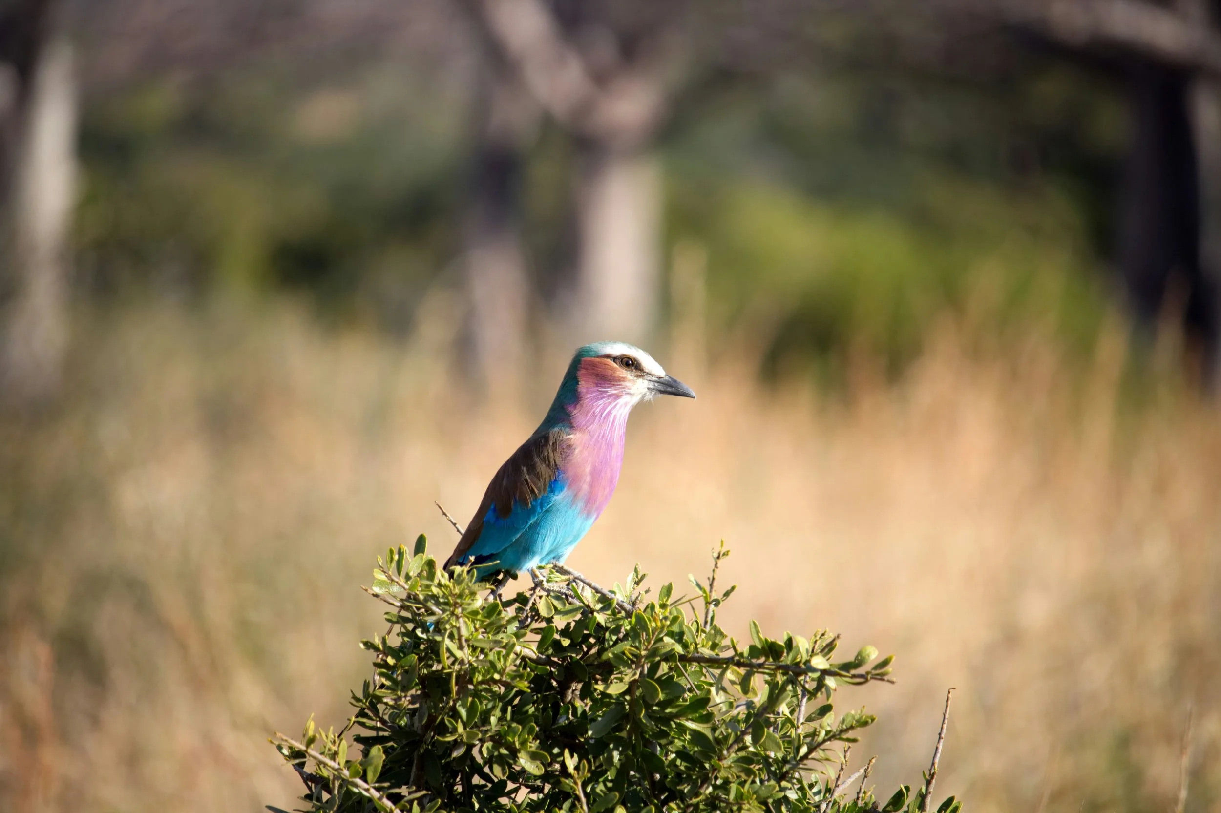 The European Roller Migratory Bird perched on top of a tree
