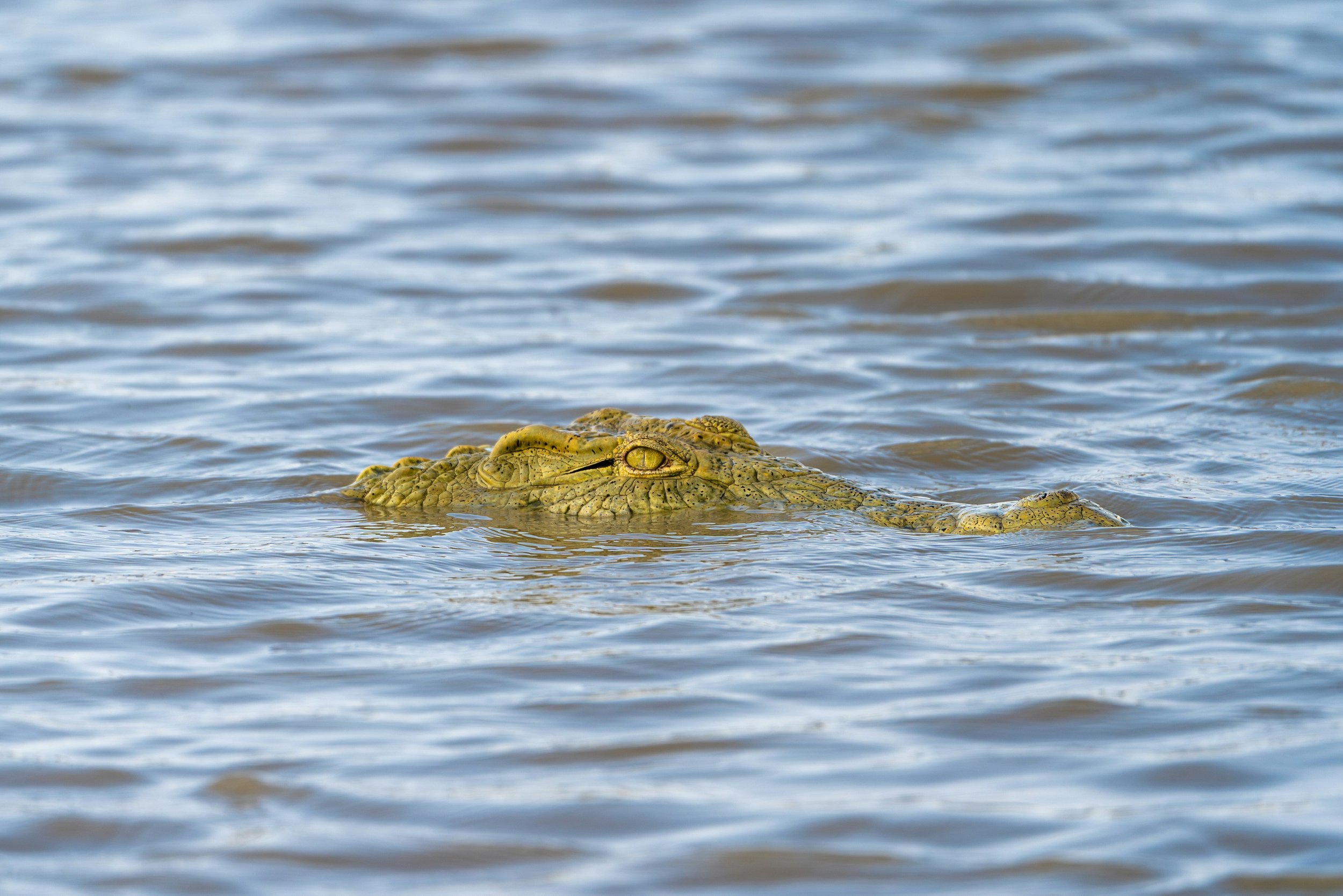 A crocodile poking its head above water