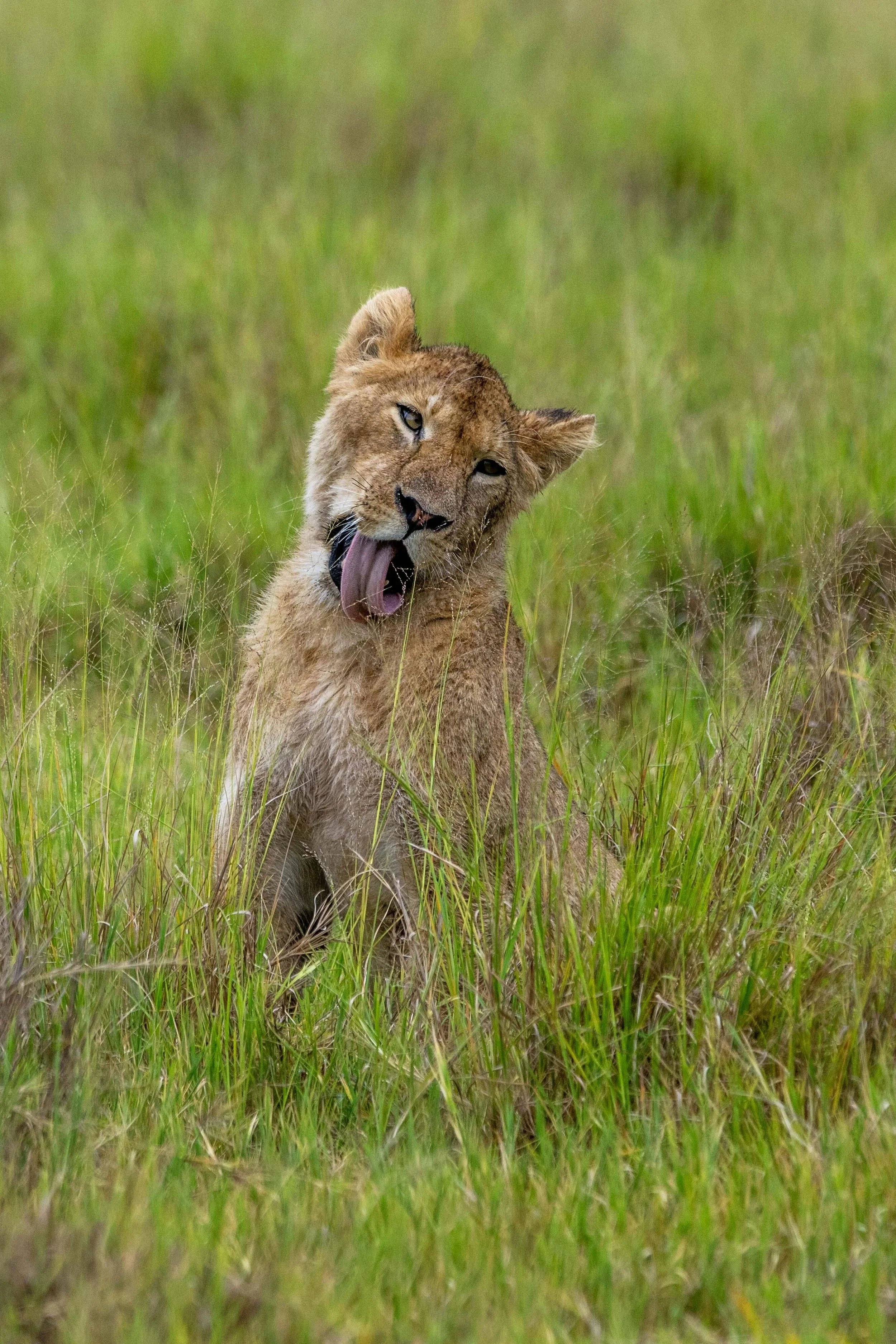 A wet young lion sits in the green grass in Ngorongoro Crater