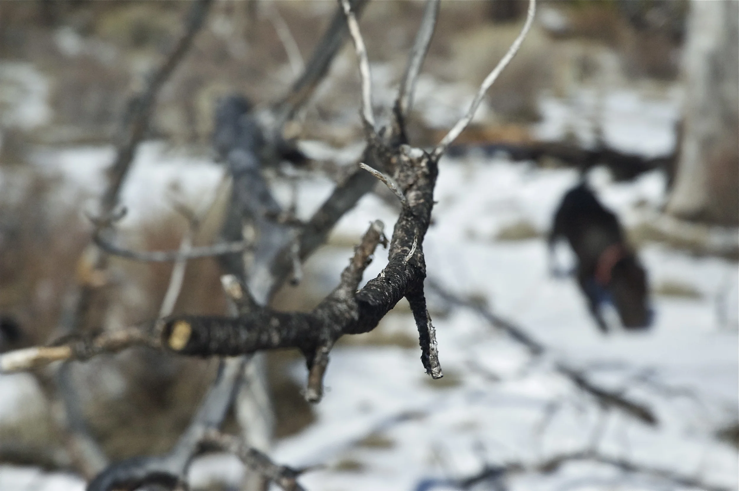dsc_0051.jpg