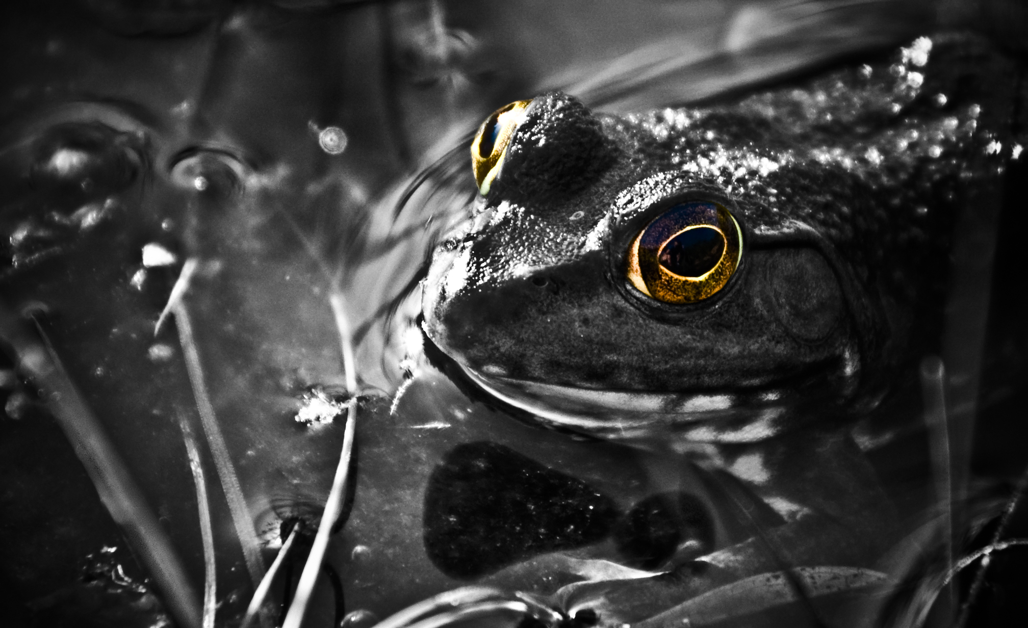 frog1 copy.jpg