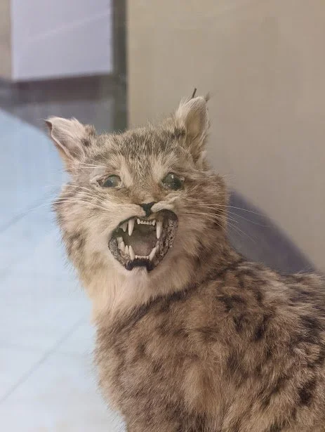 Bad Taxidermy