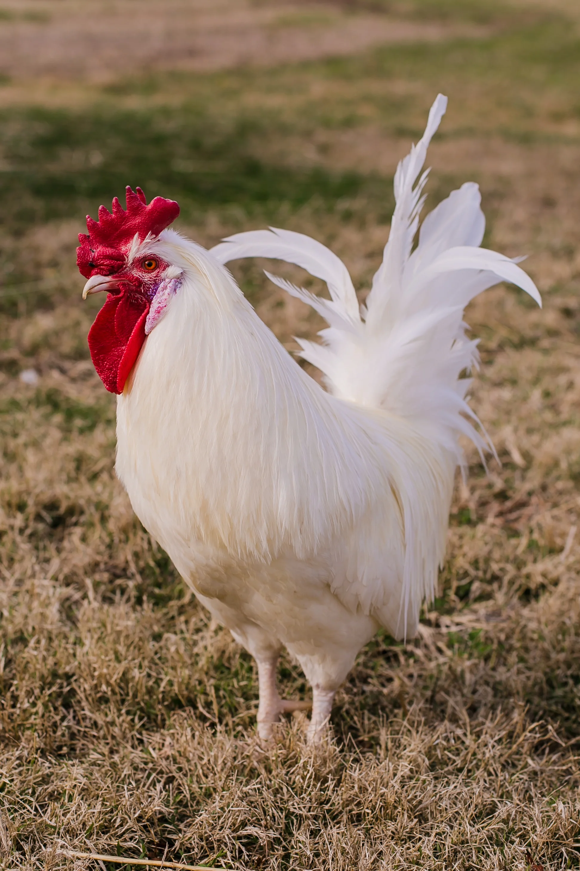 annarobersondesign.com - gentle barn - sponsor pics jan2019-5224.jpg