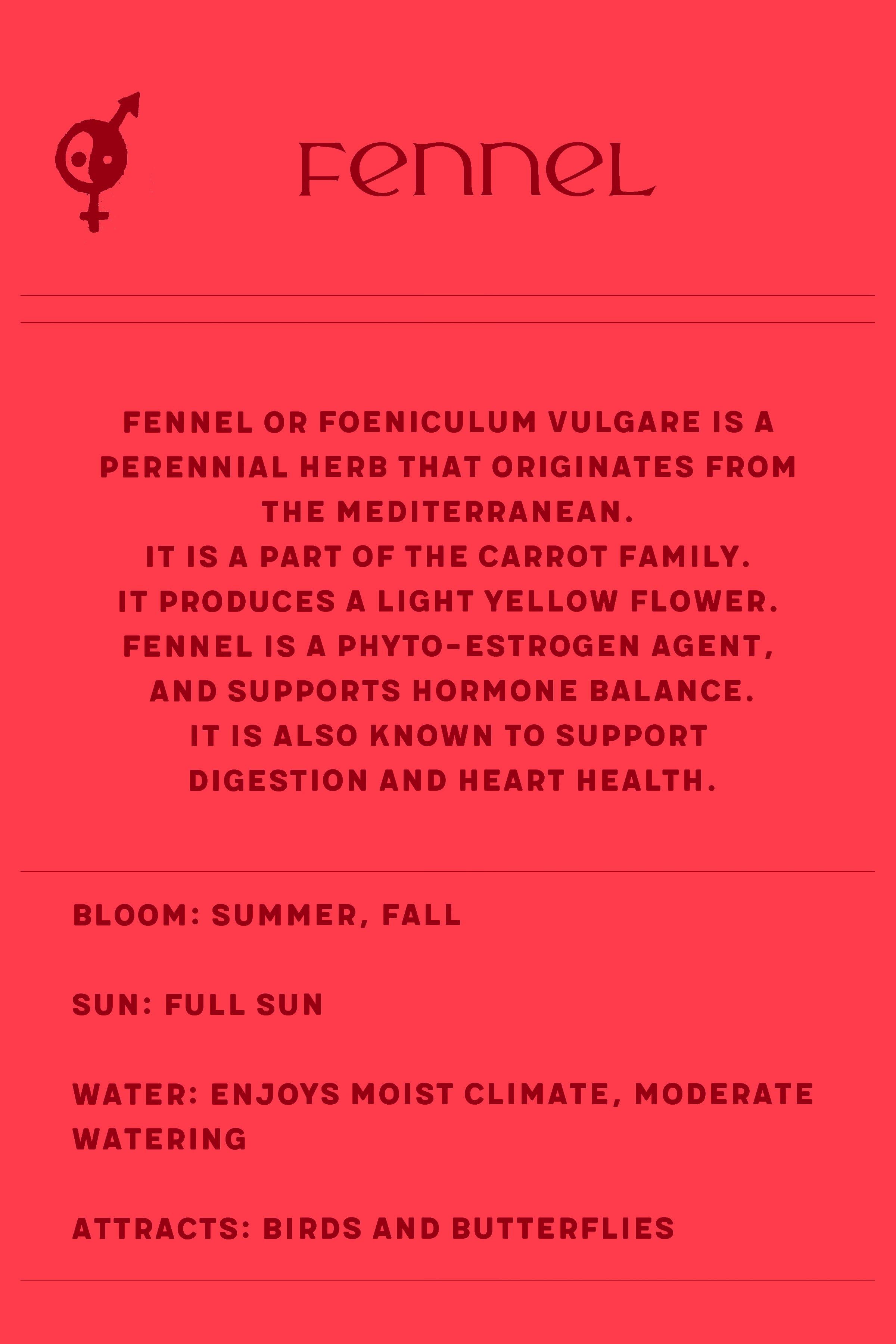 Fennel copy.jpg
