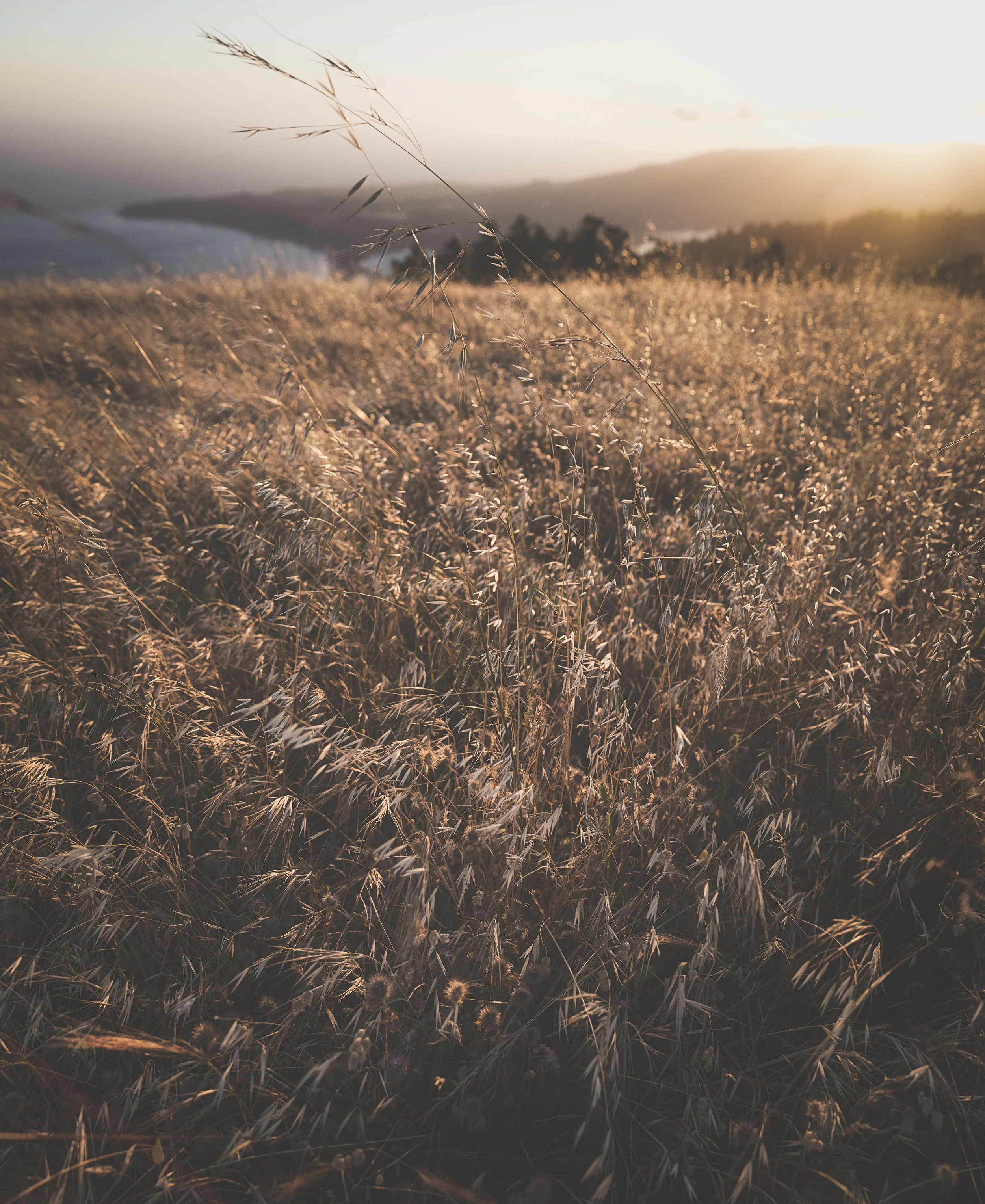 Mount Tamalpais, California