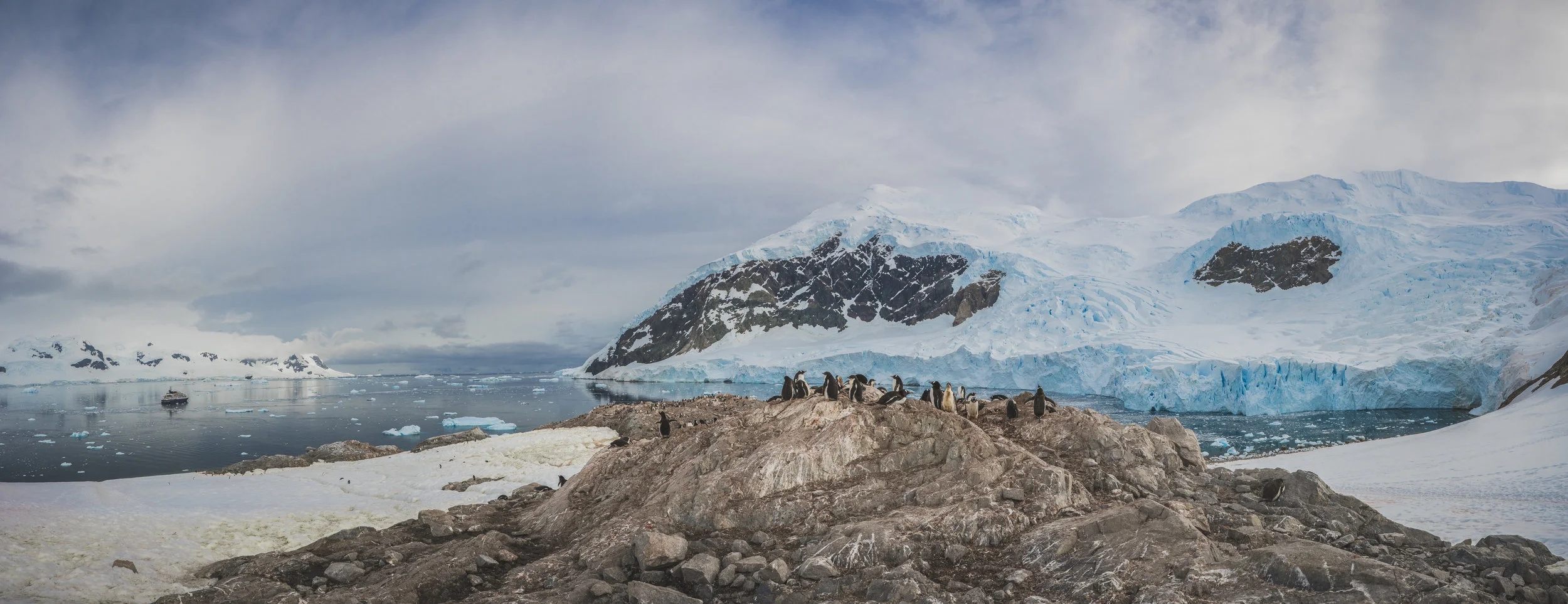 Penguin Pano.jpg