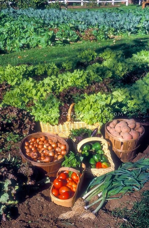 Vegetable Garden Plants _ Tips On How To Garden Like A Pro.jpg