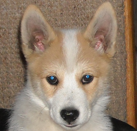 Baby Bob